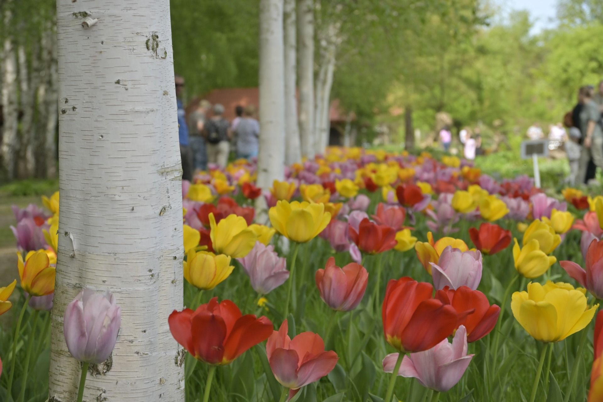 Arboretum in Bolestraszyce
