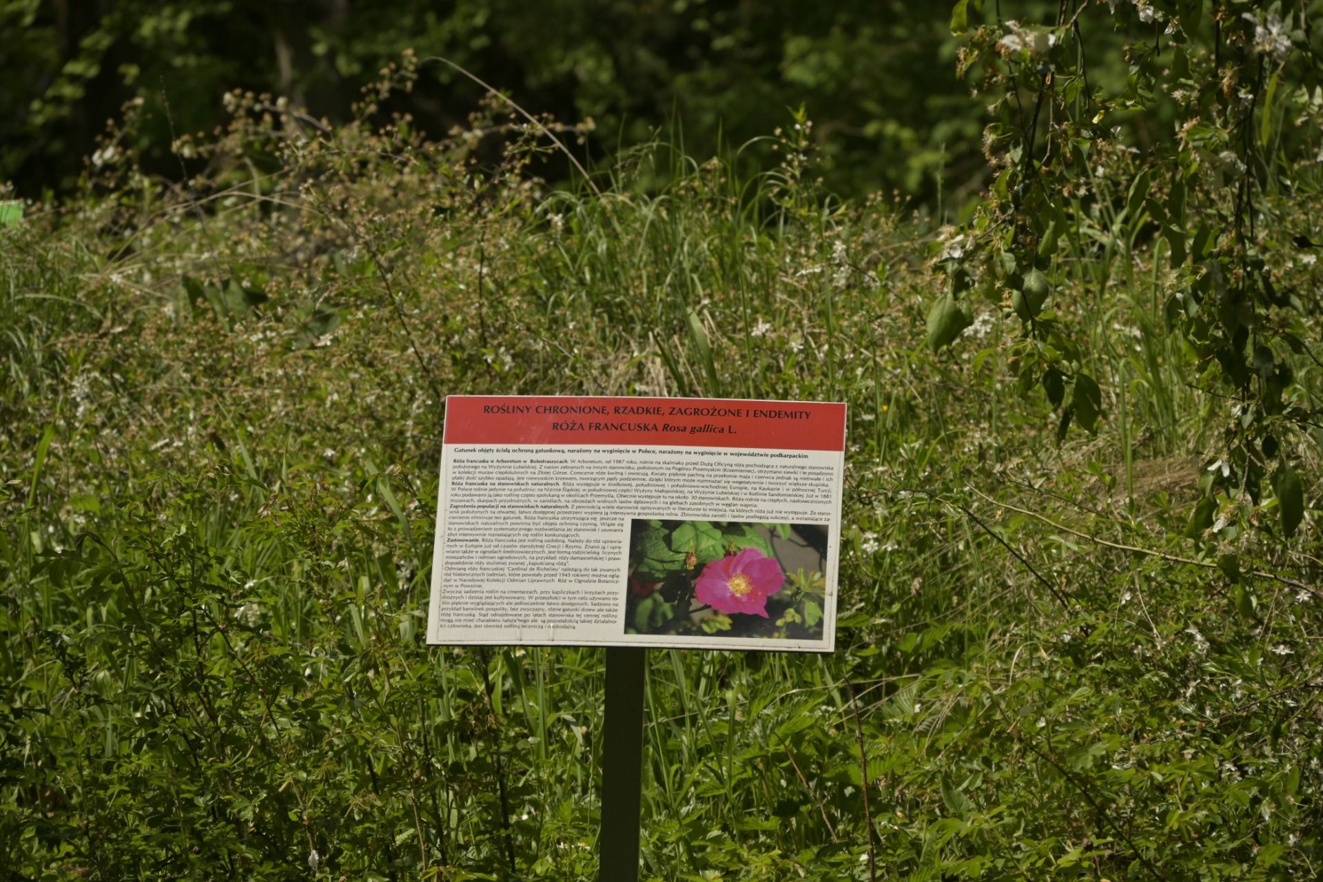_DSC7542.JPG