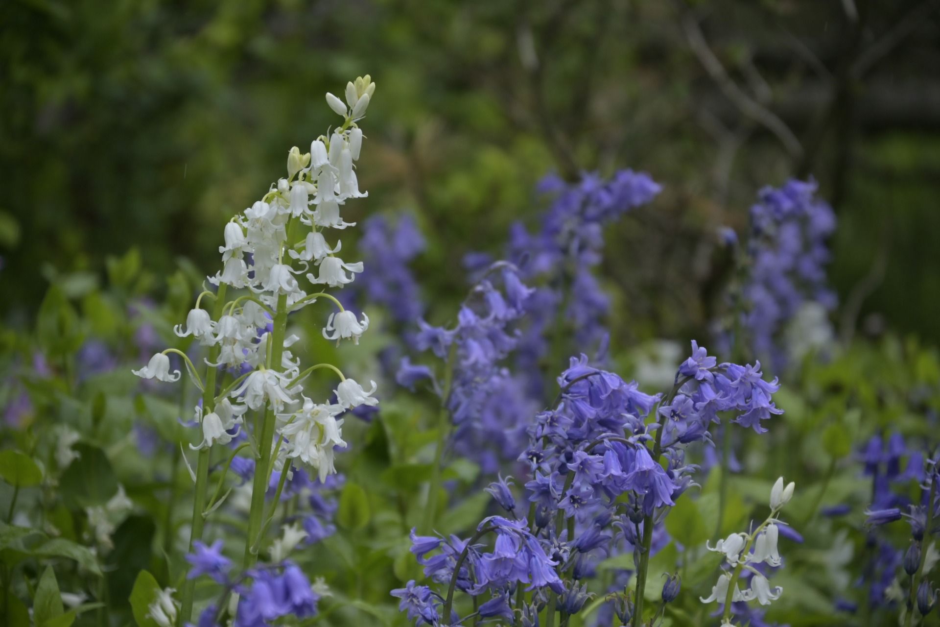 _DSC7656.JPG