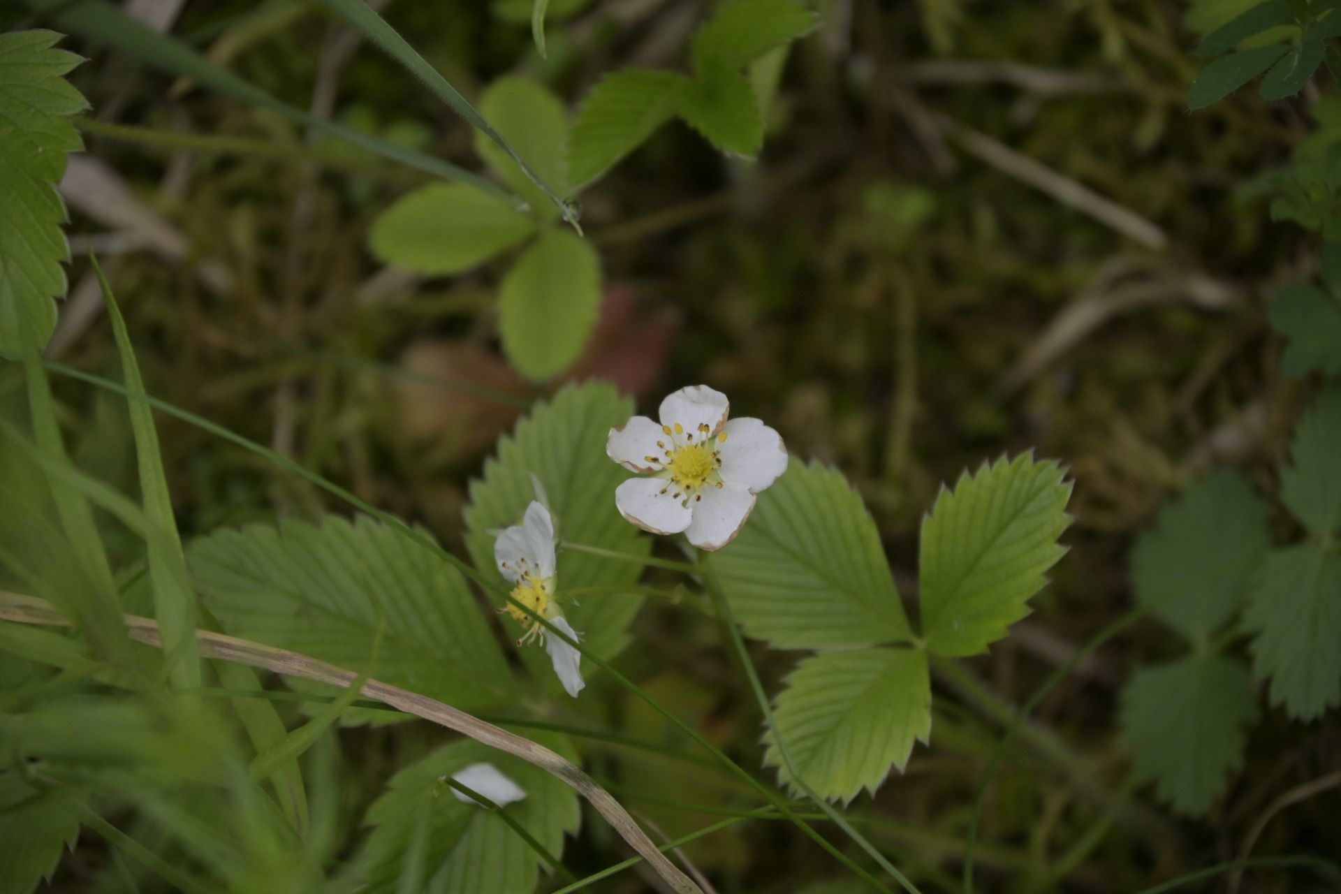 _DSC7773.JPG