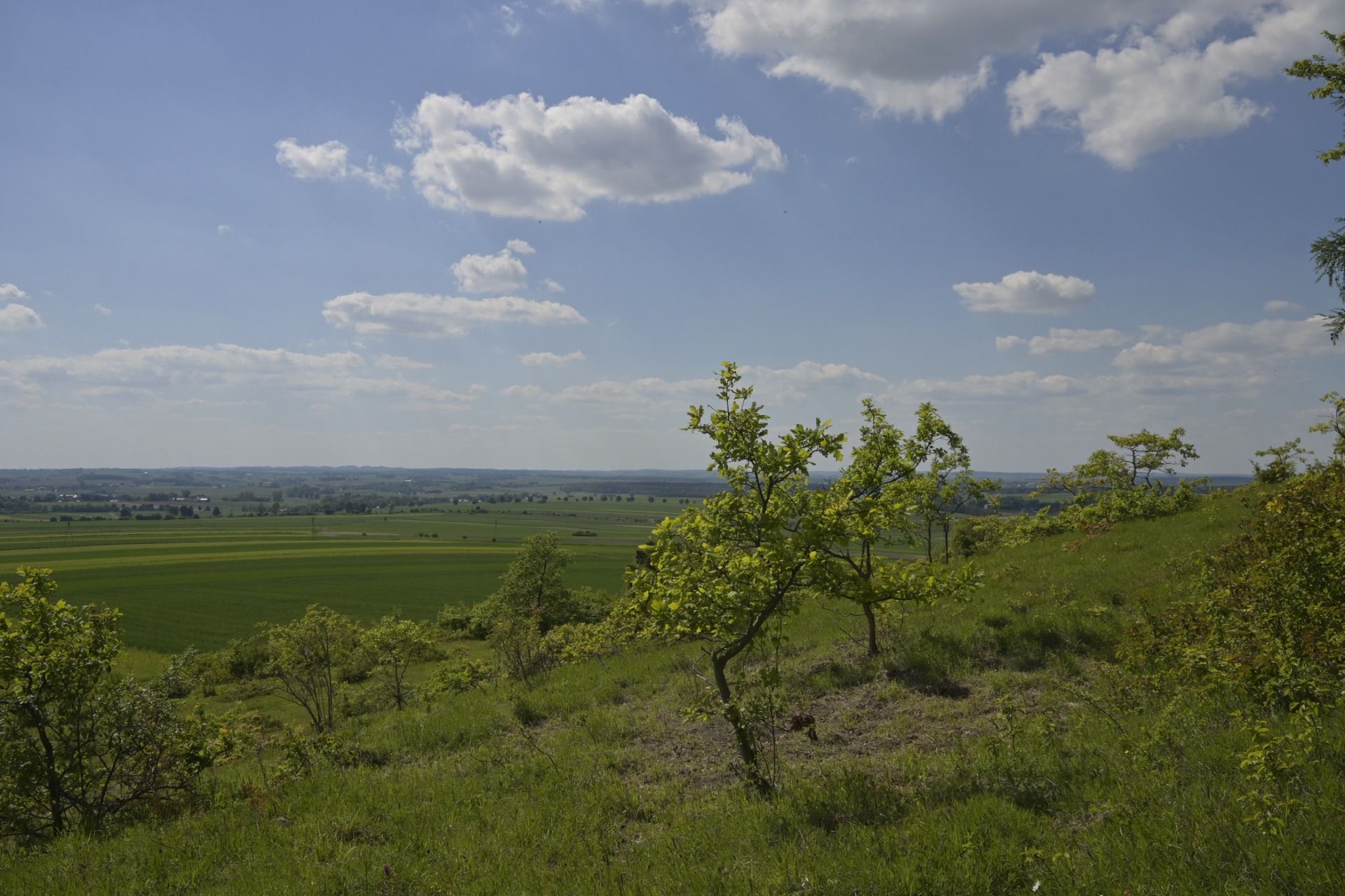 Miechów Upland - Nature 2000 "Biała Góra" at the end of May
