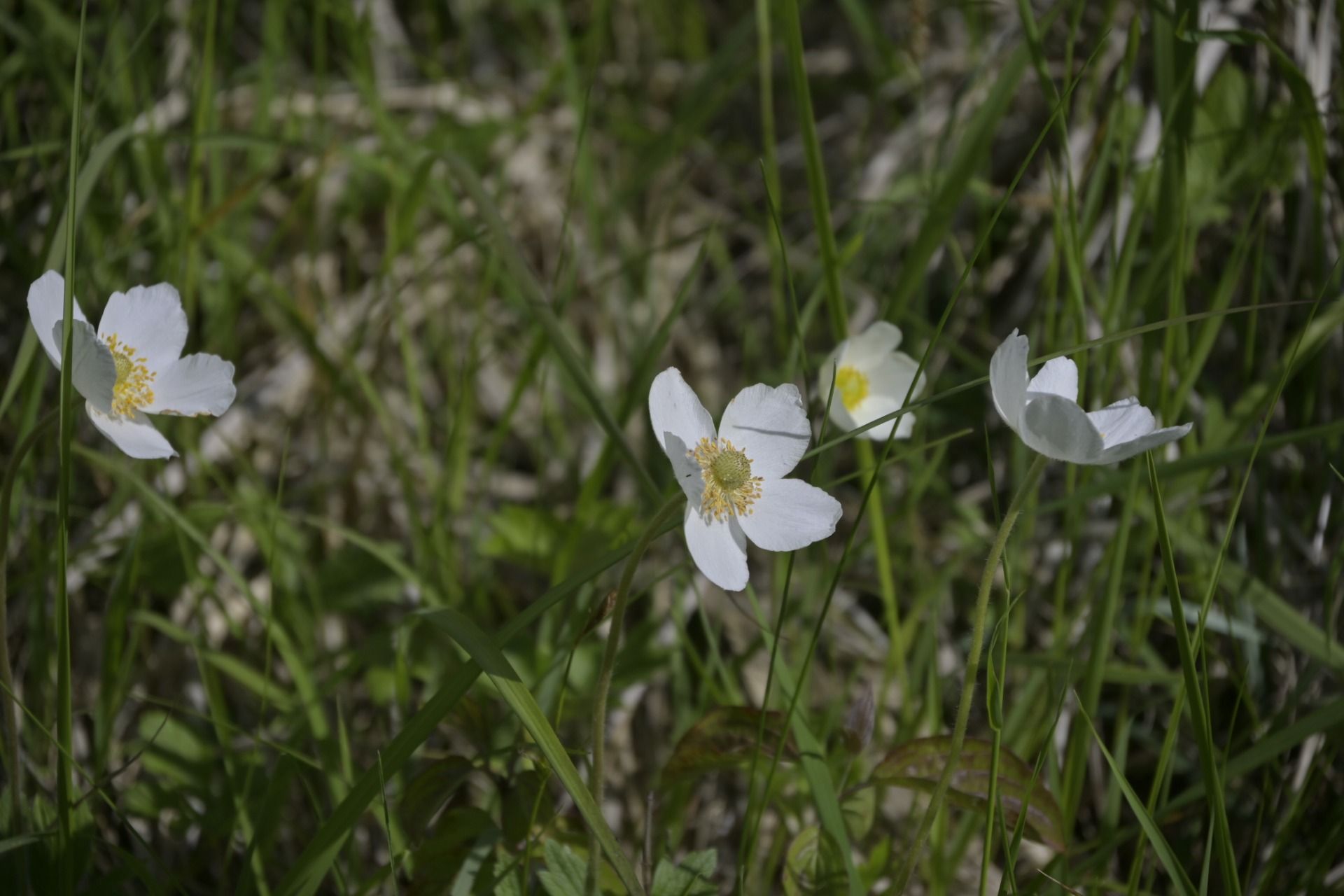 _DSC7900.JPG