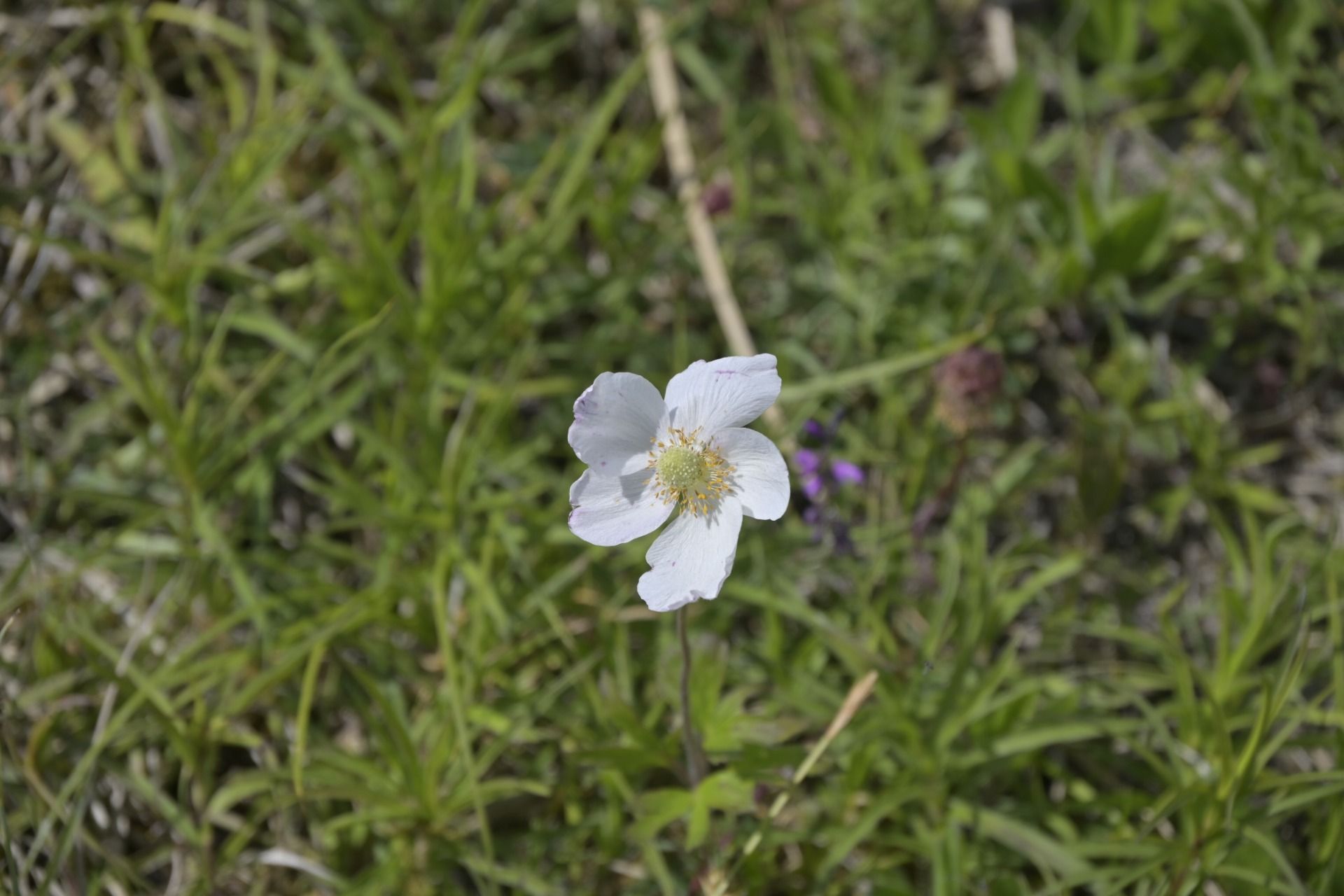_DSC7853.JPG