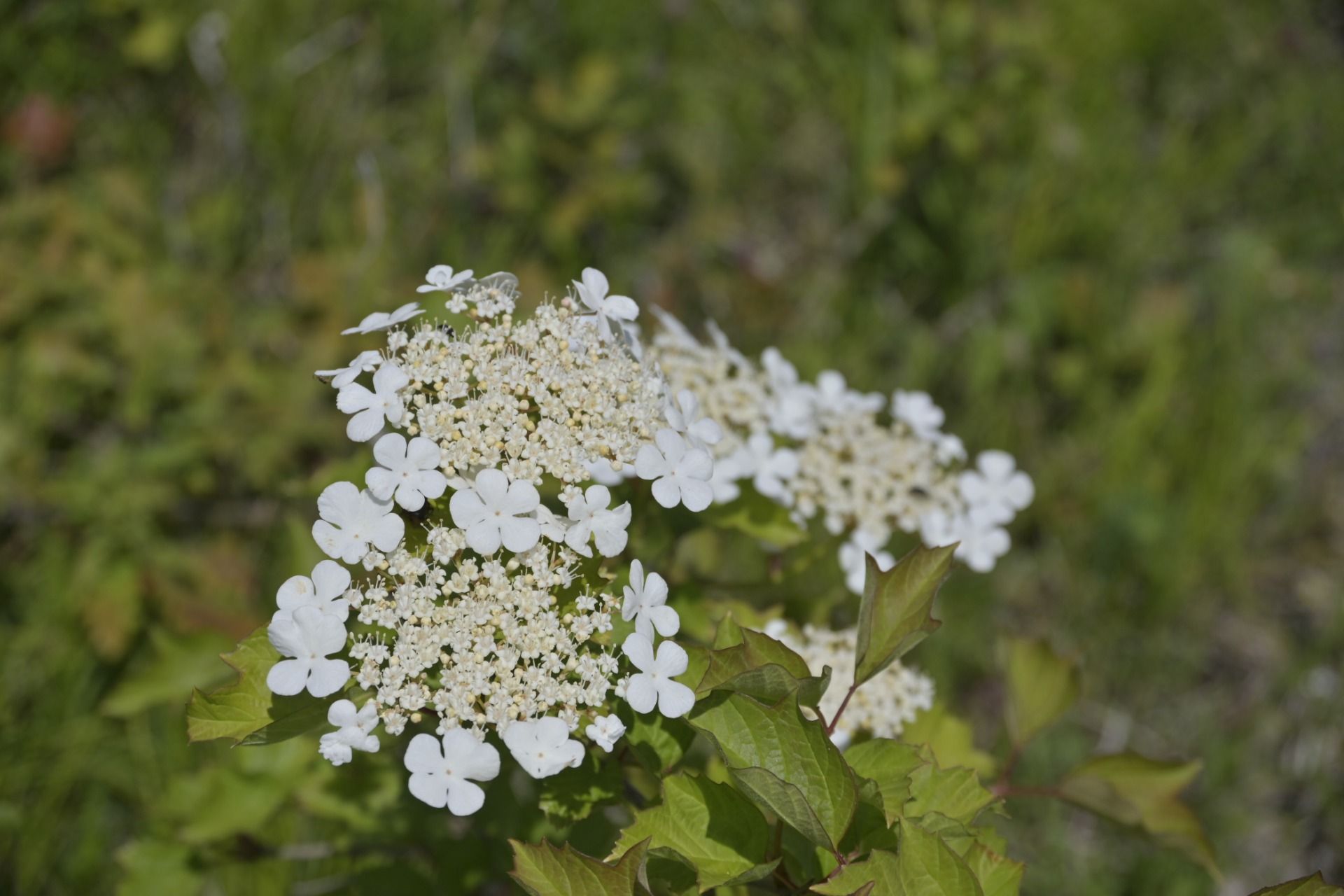 _DSC7882.JPG