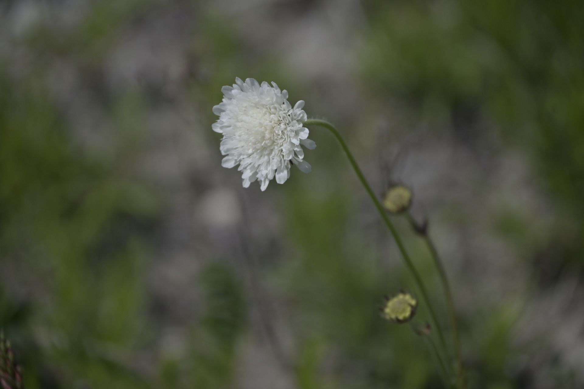 _DSC7887.JPG