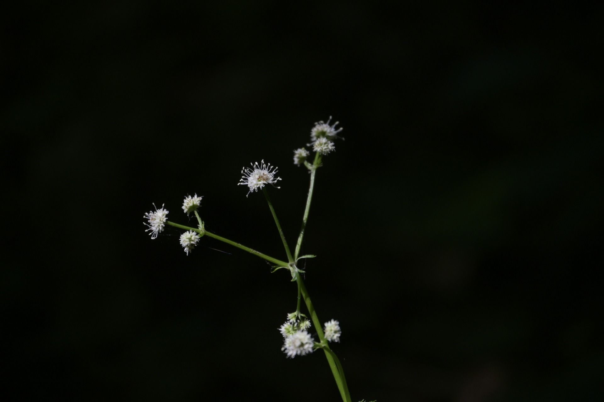 _DSC7874.JPG
