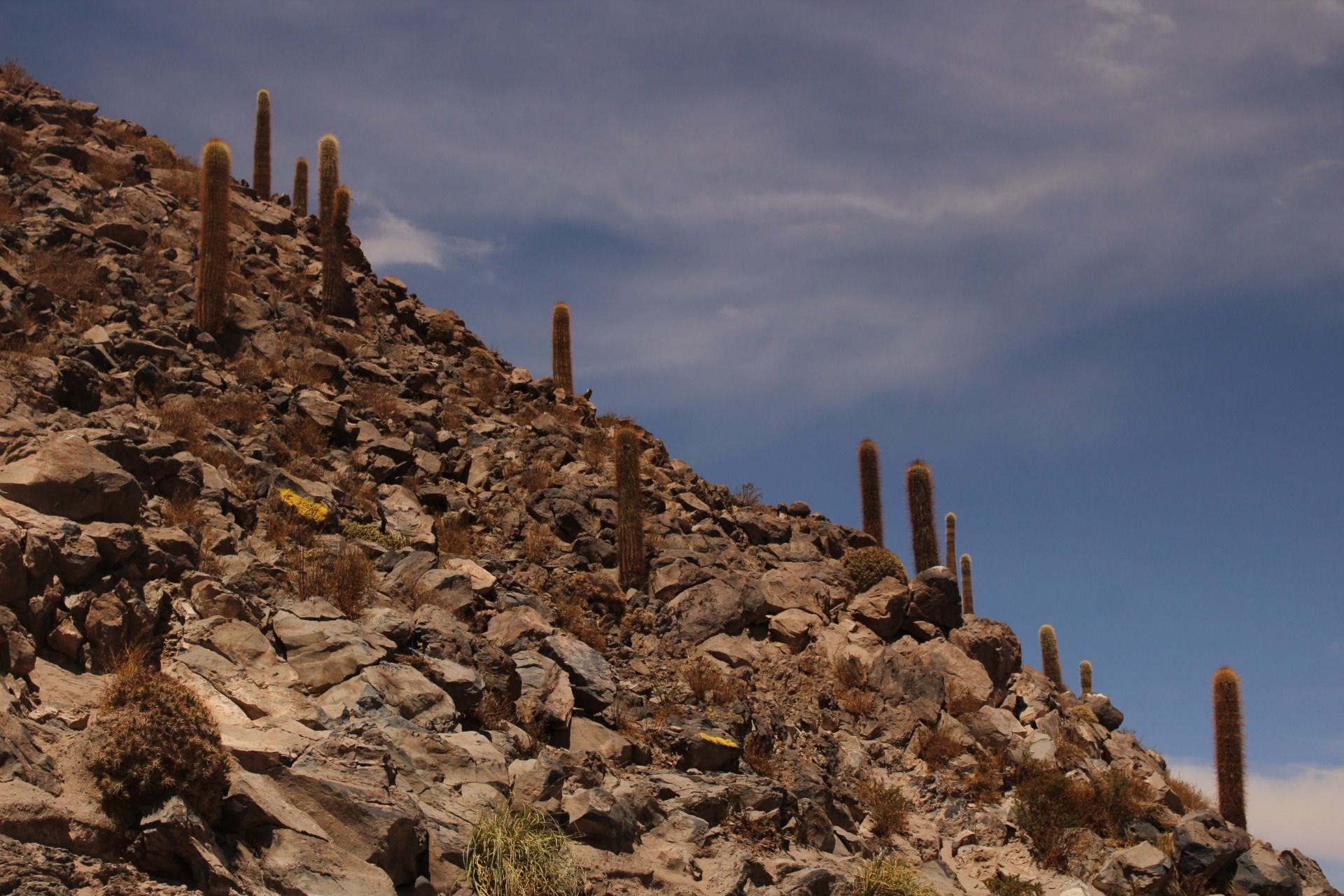 Trip to South America no. 65 Chile - Cactus Canyon, Atacama