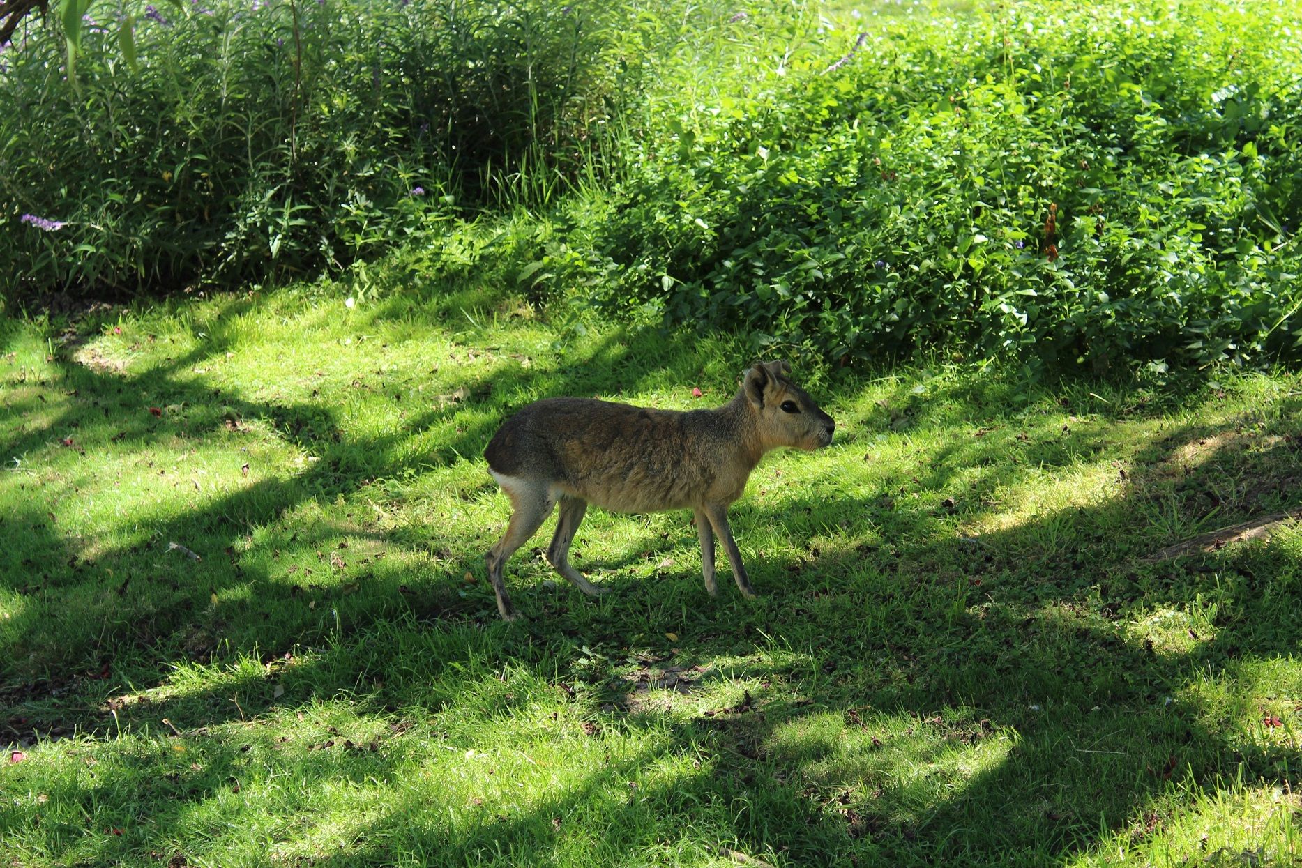 IMG_6815.JPG