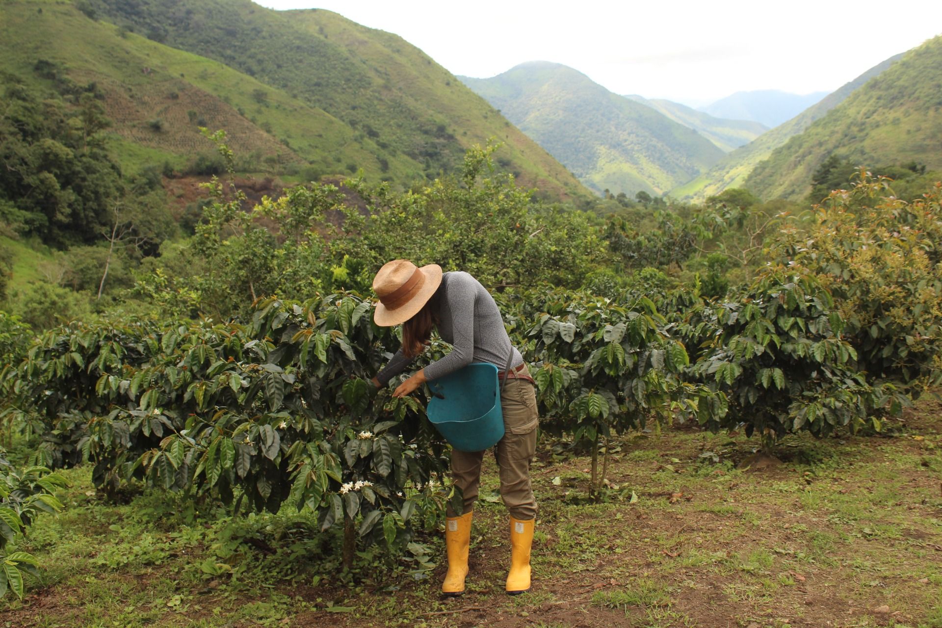 Trip to South America no. 88 Ecuador – Coffee plantation