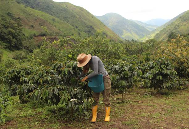 Trip to South America no. 88 Ecuador – Coffee plantation