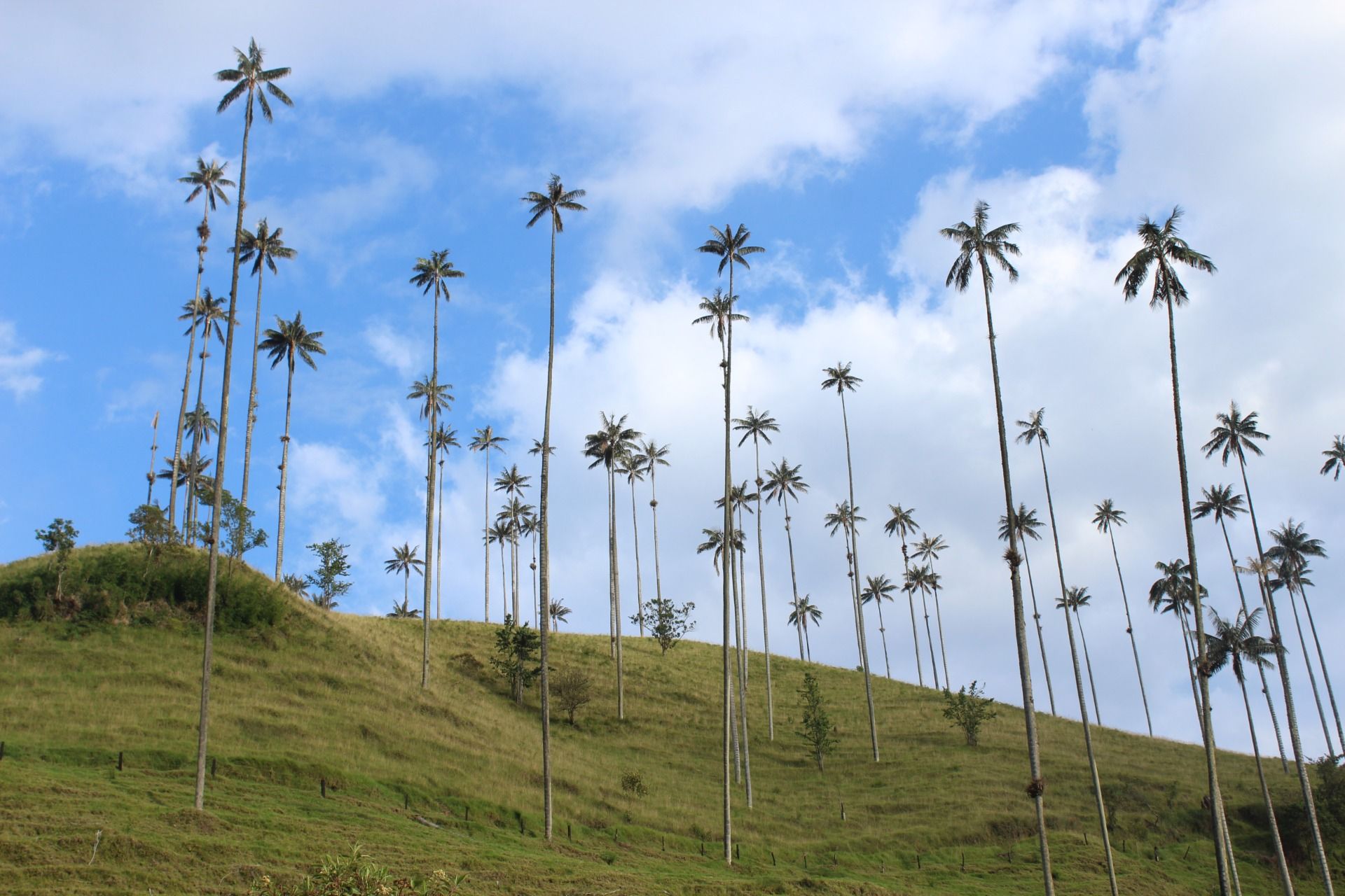 Trip to South America no. 91 Colombia – Valle del Cocora