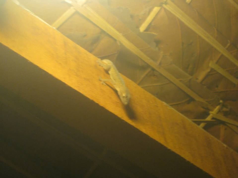 House guest 