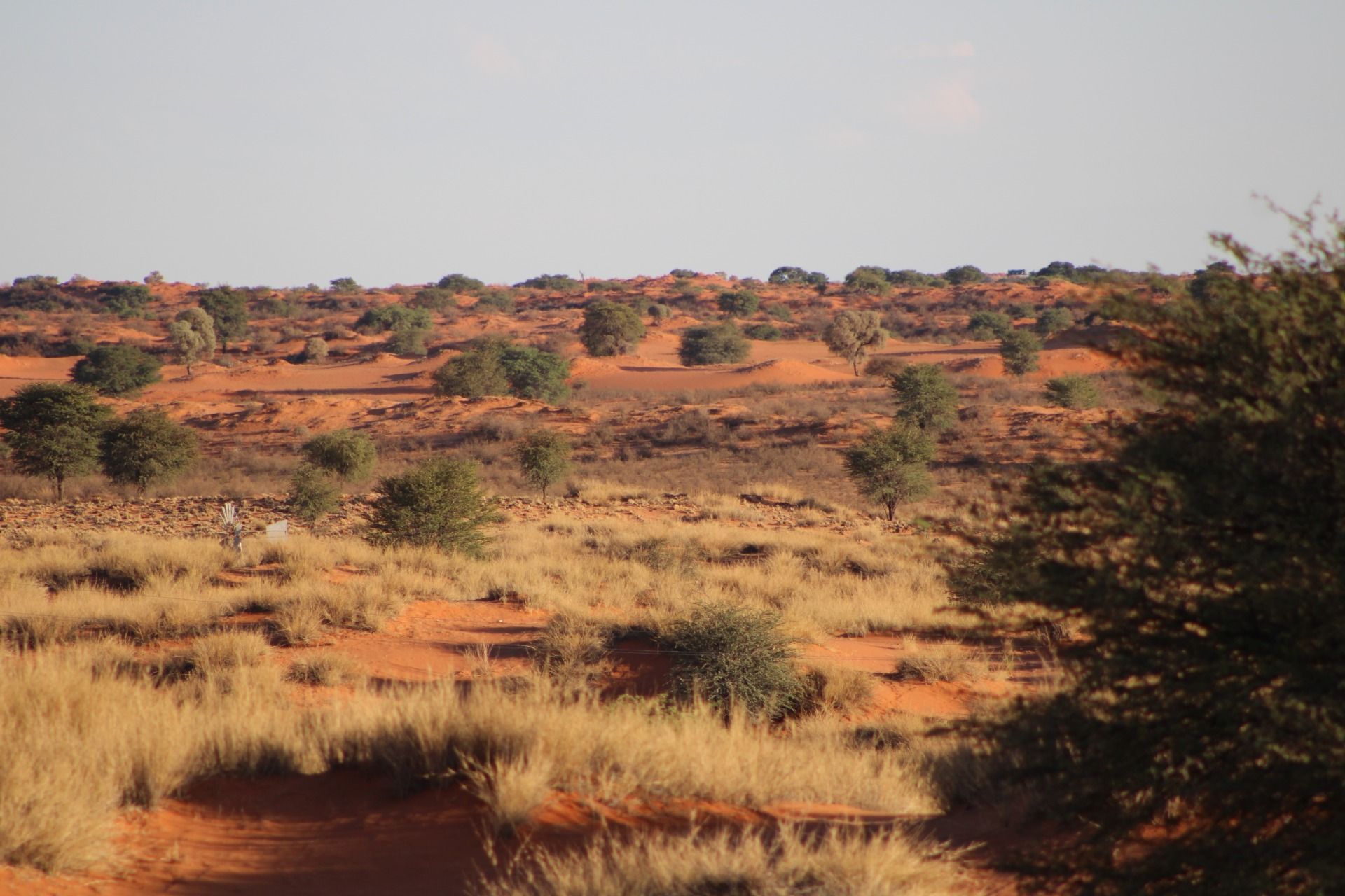 My recent visit (3 days ago) to the Kalahari.