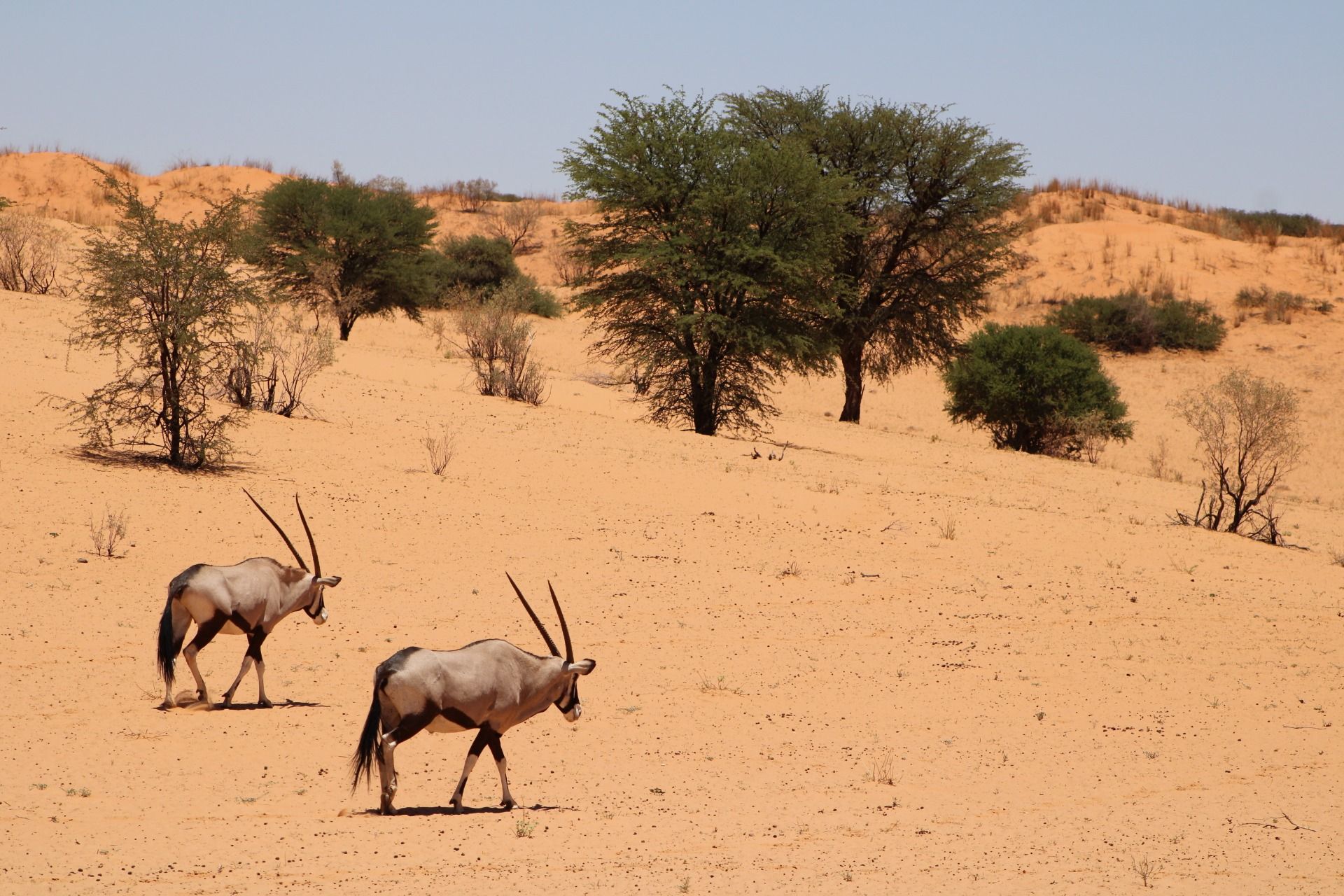 My favourite animal ('Gemsbok') in the Kalahari.