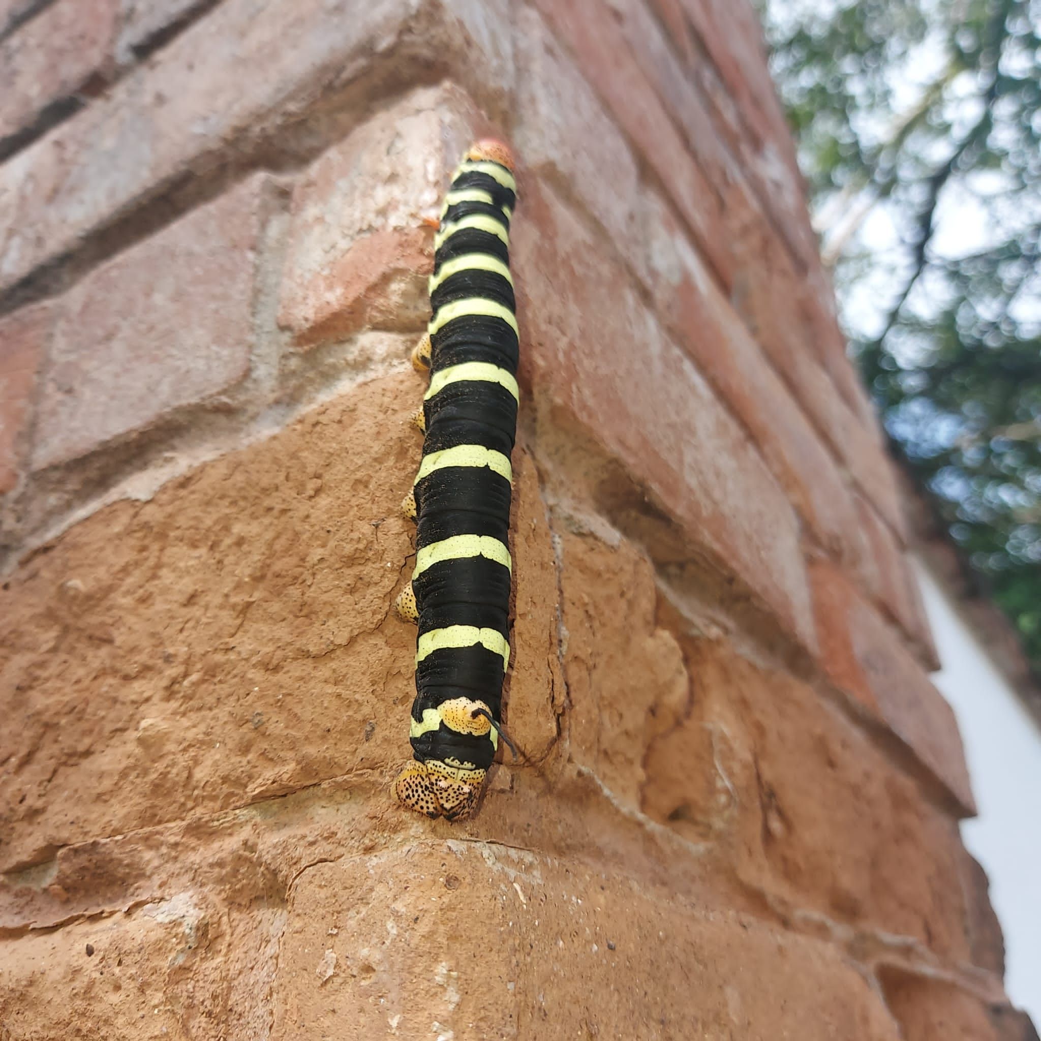 here you can see the small tail :D