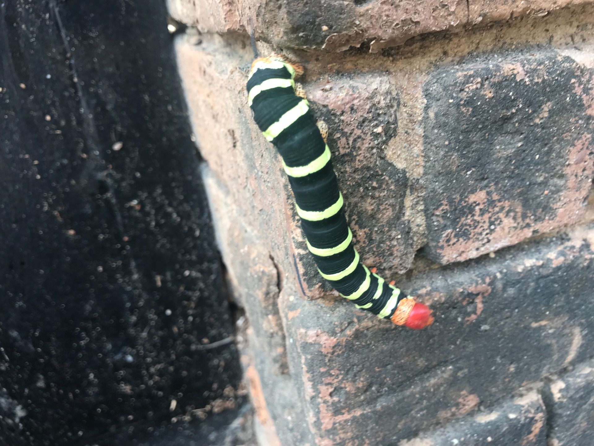 so colorful because it is poisonous and warns its predators