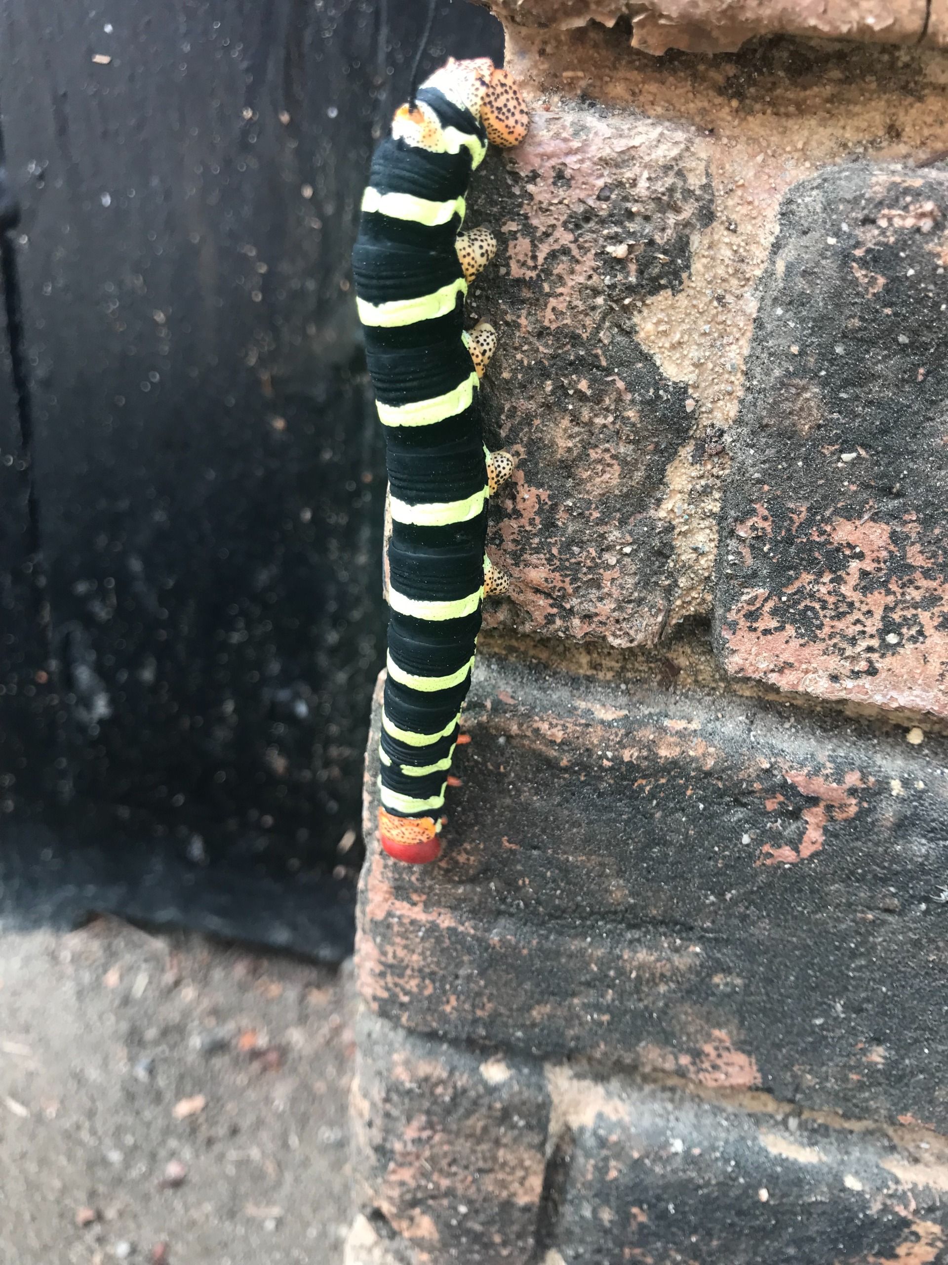 ca 7-10 cm long