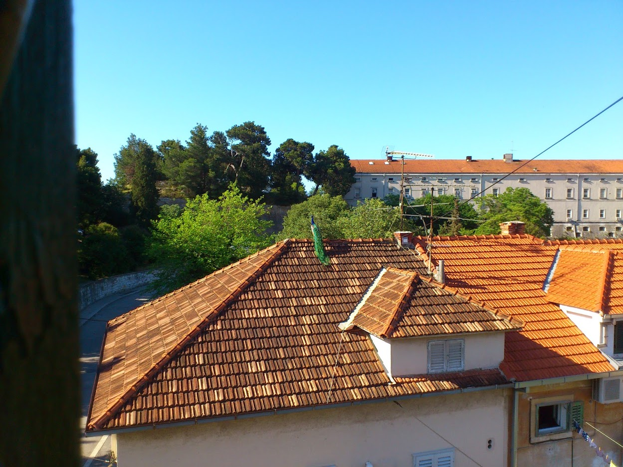 Peacocks around Split’s castle are a thing...