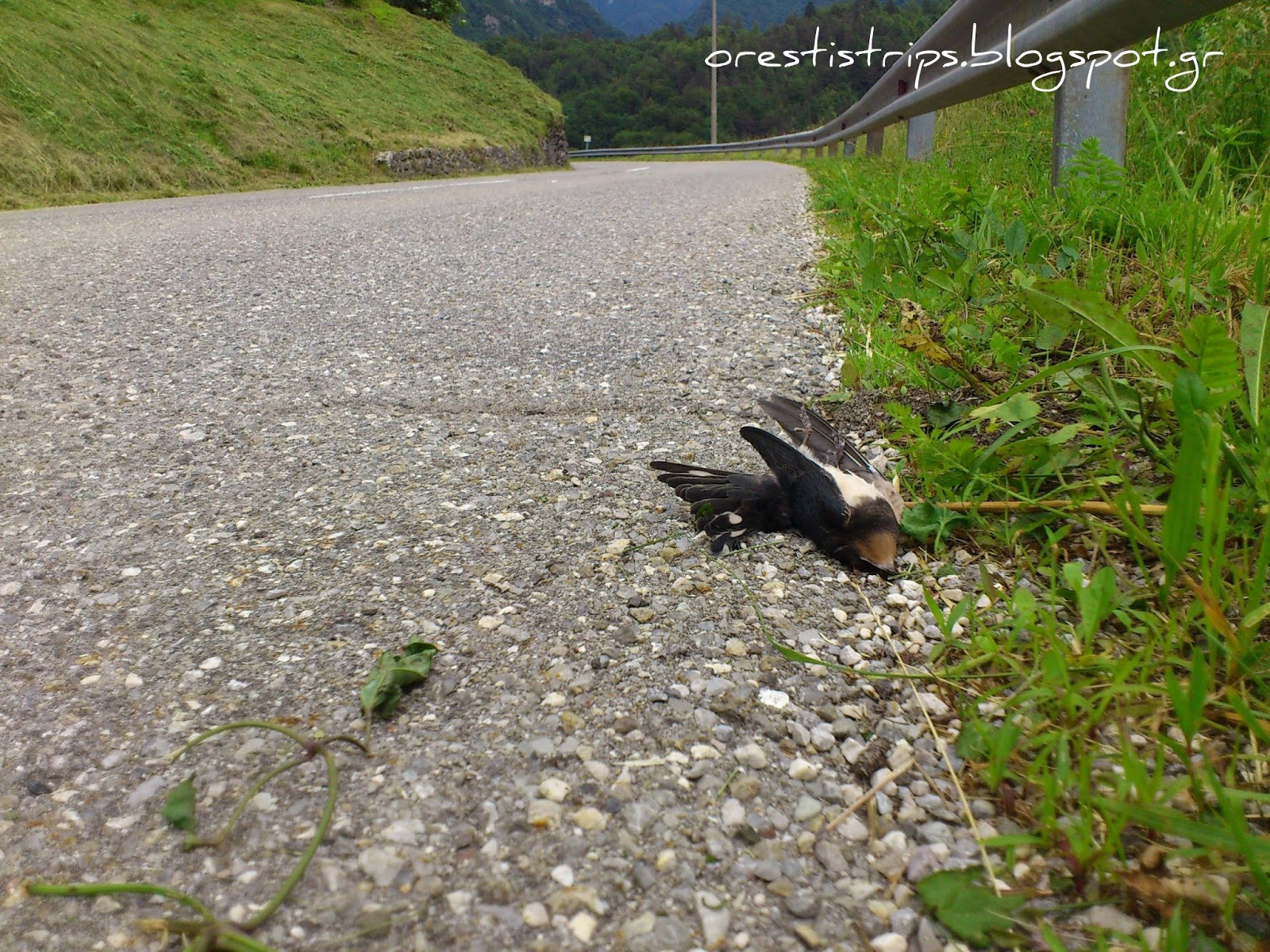 R.I.P. poor bird, I’m sure you enjoyed flying around this awesomeness