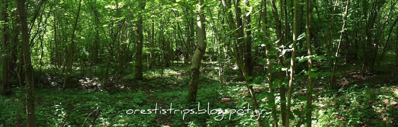 Forced to describe Slovenia in only 2 words? Say ”Dense Green”