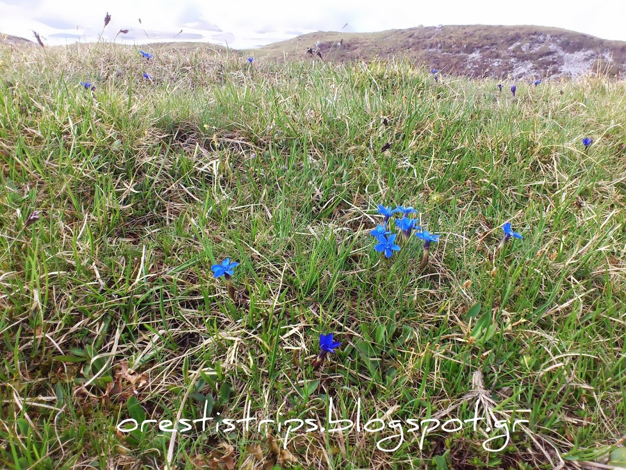 Applaud the flowers that manage to survive in these extreme conditions