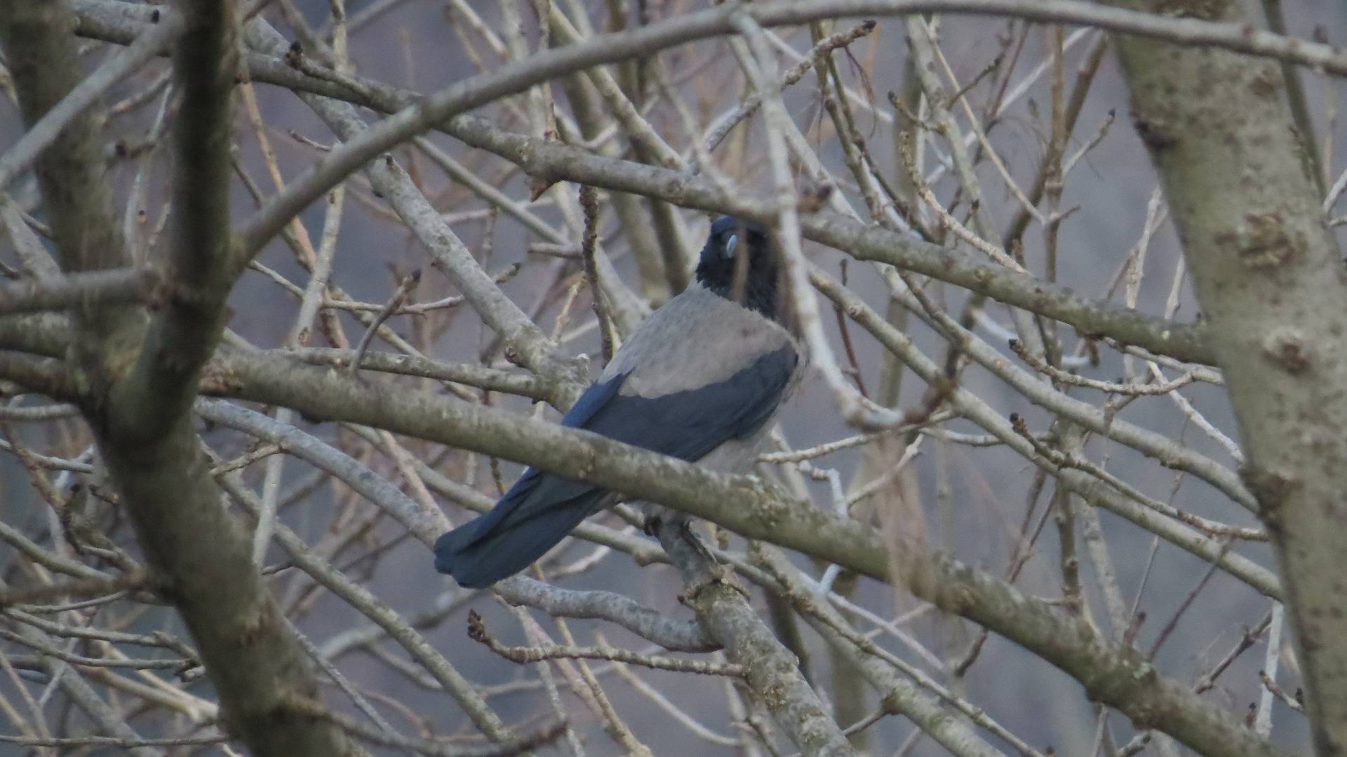A hooded crow, Corvus cornix, lurking in the trees
