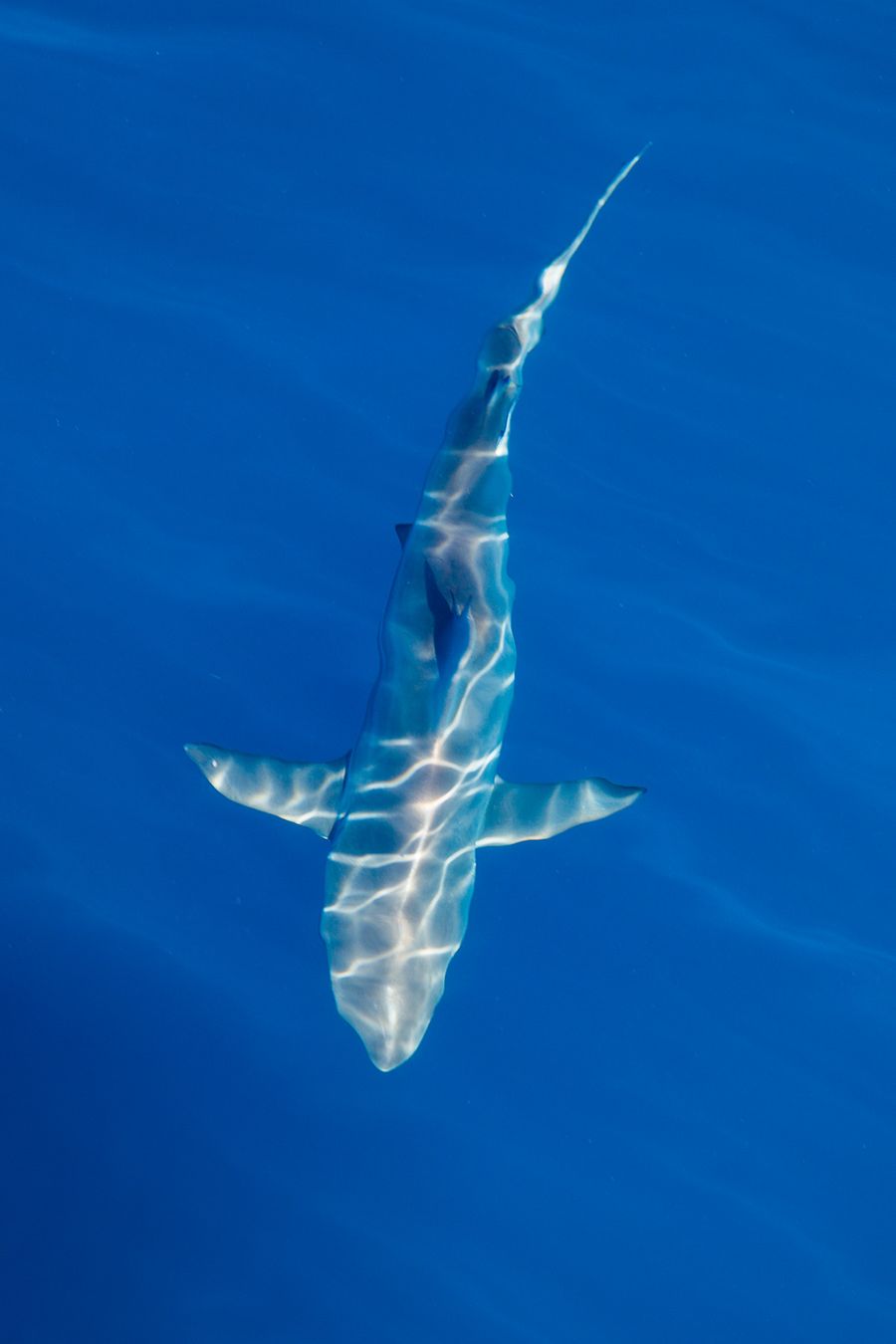 Reef Shark