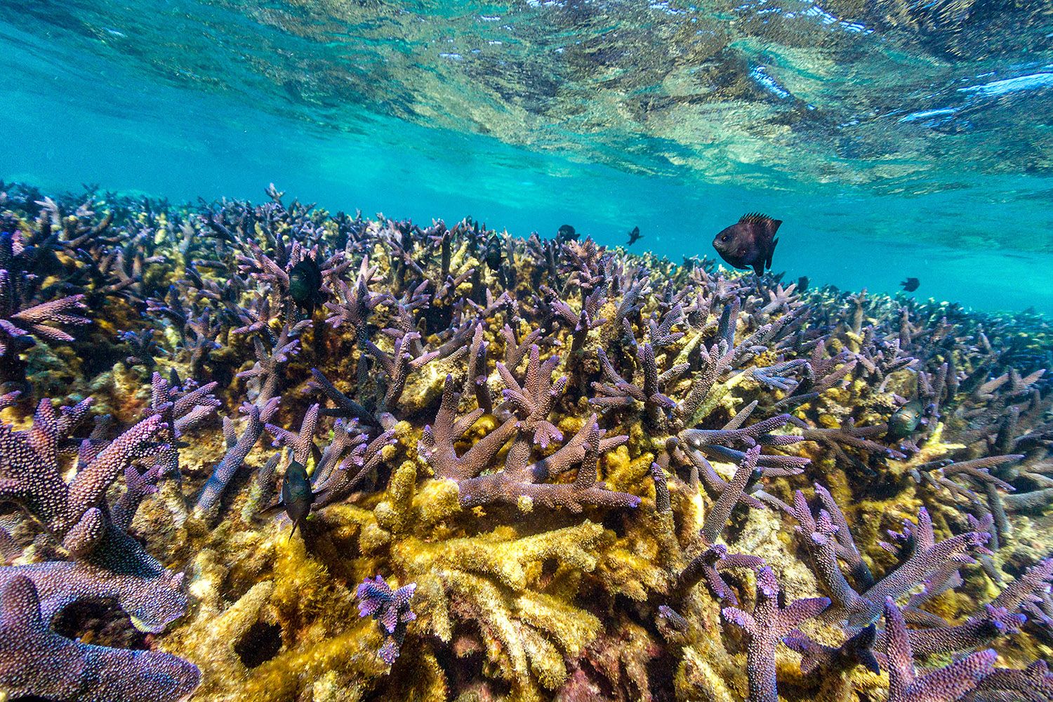 Ningaloo Reef