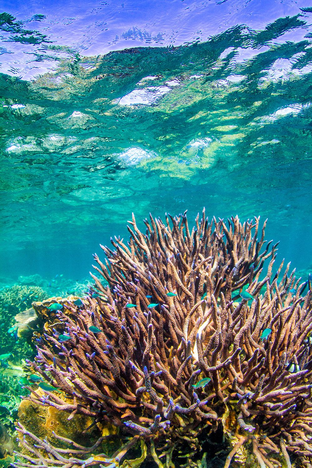 Exmouth Coral