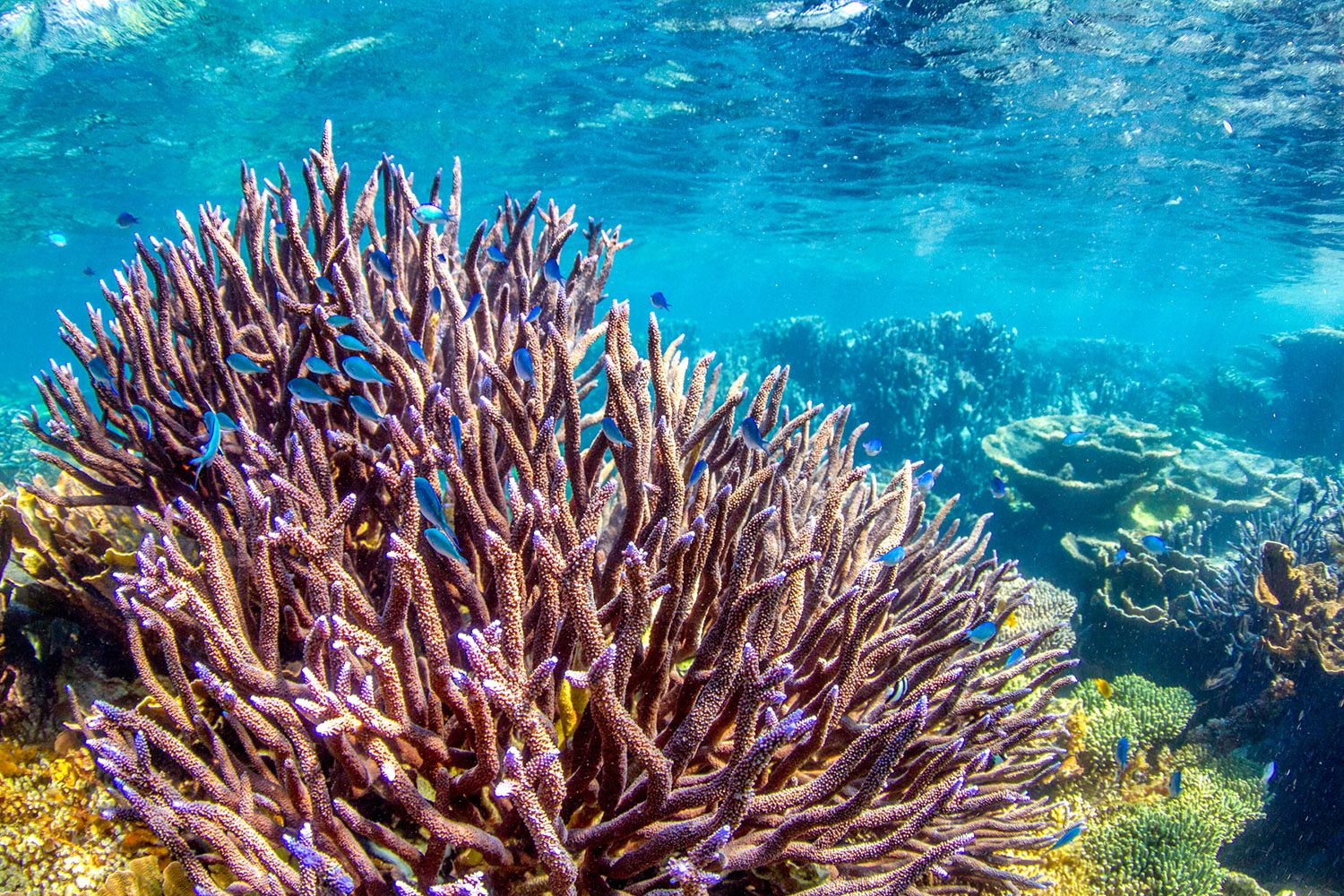 Coral Bay