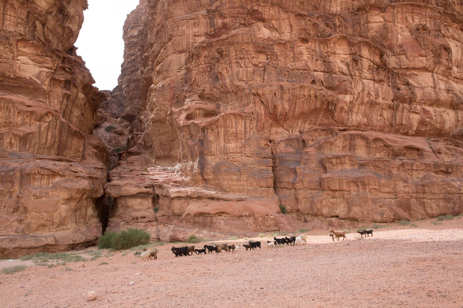 Wadi Rum Peak Hour