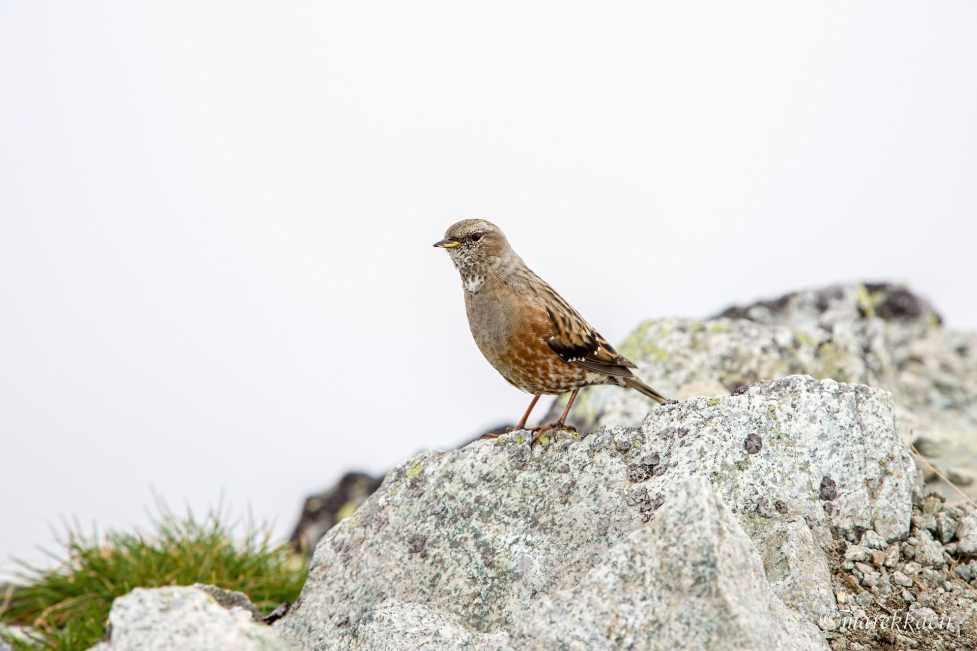 Bird