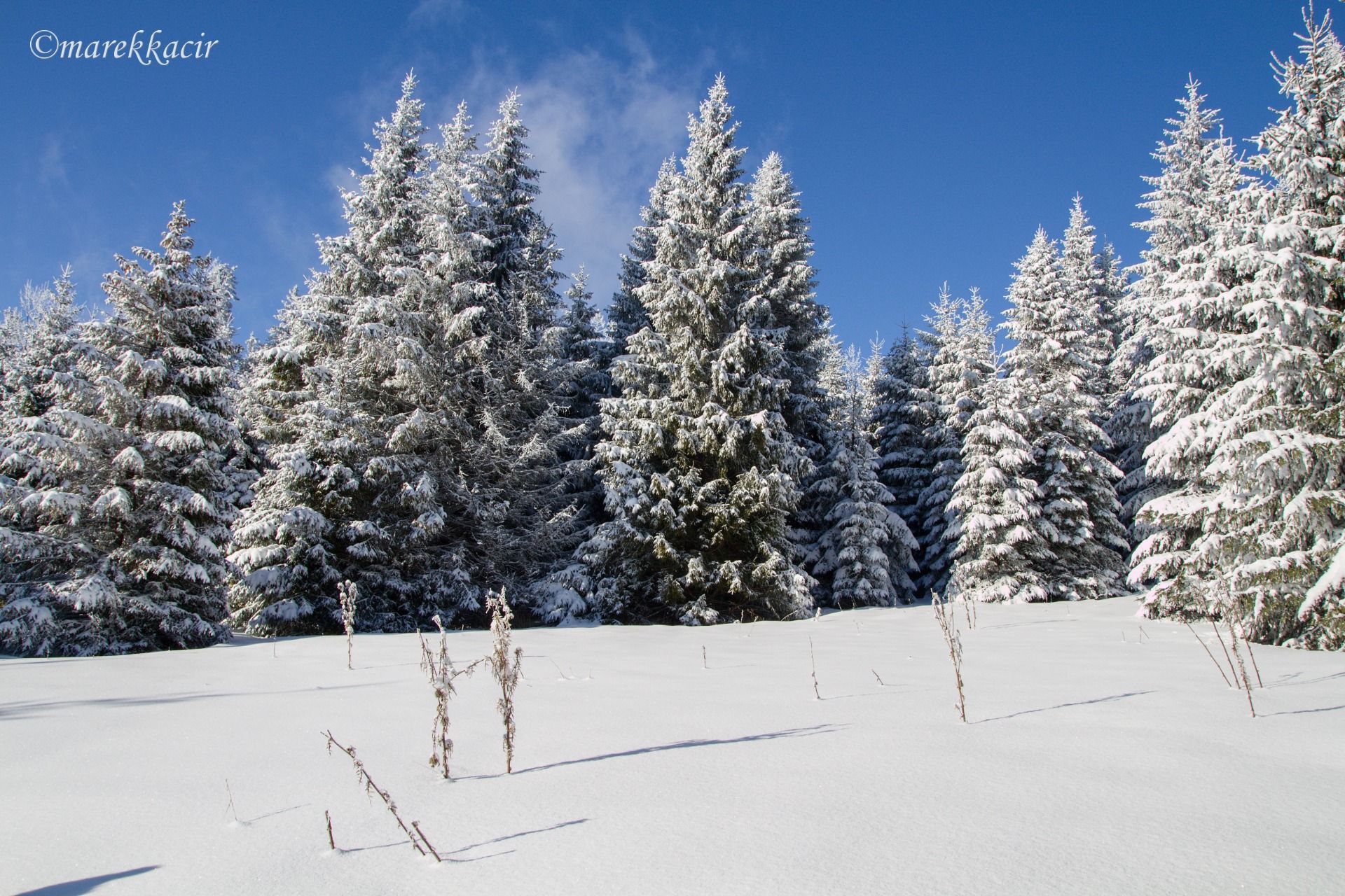 Winter in forest