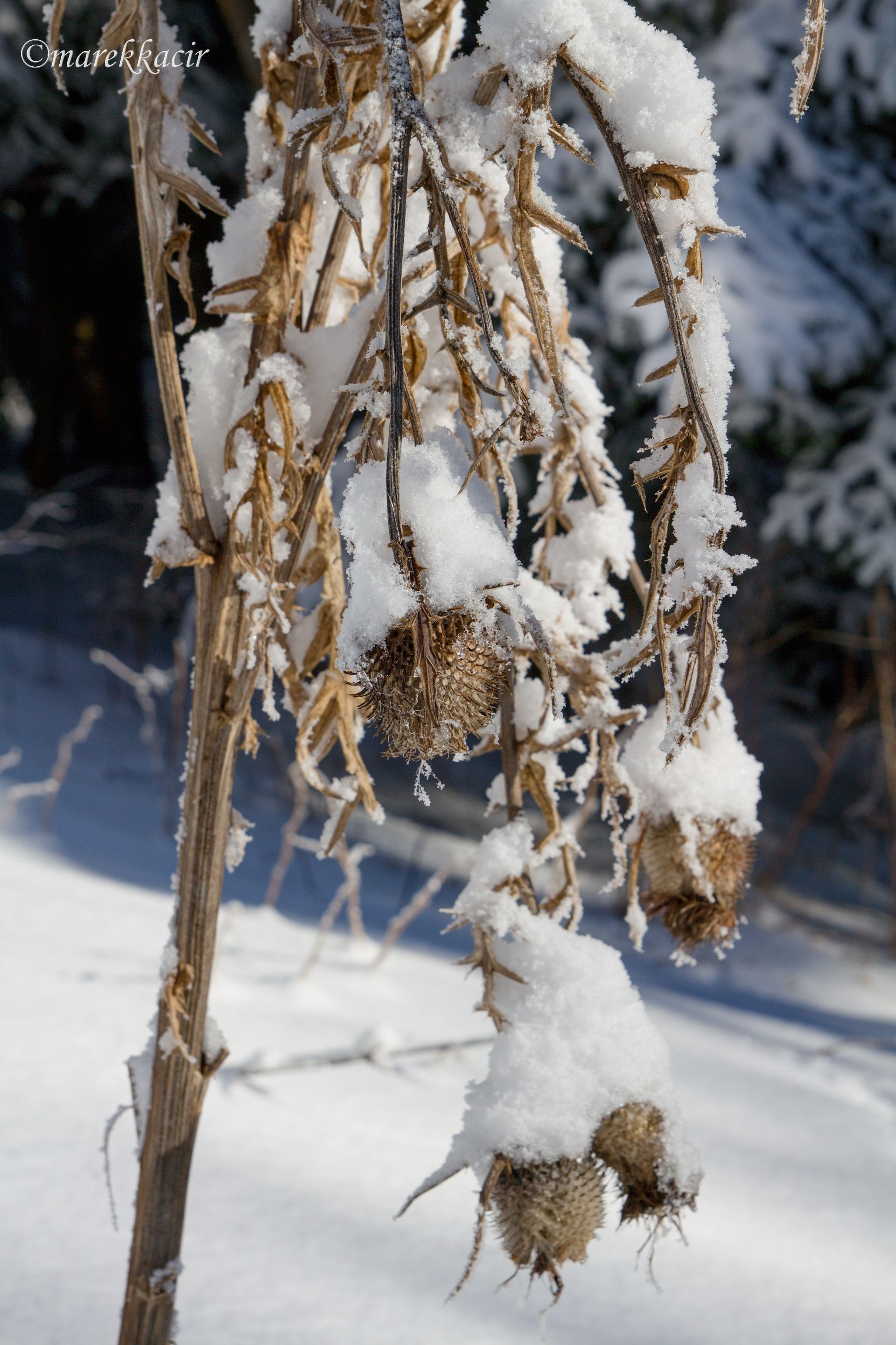 Snow
