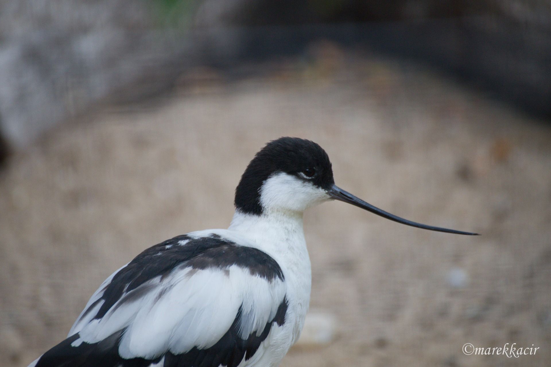 Pied Avoced