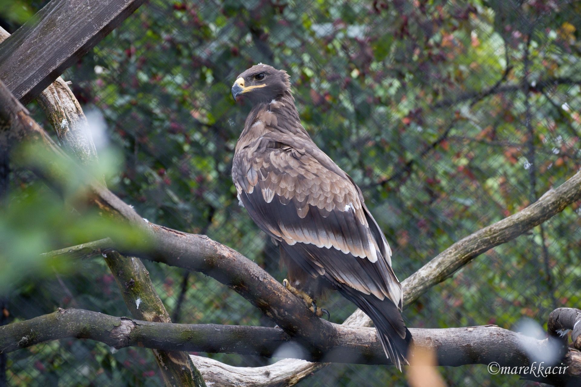 Steppe Eagle