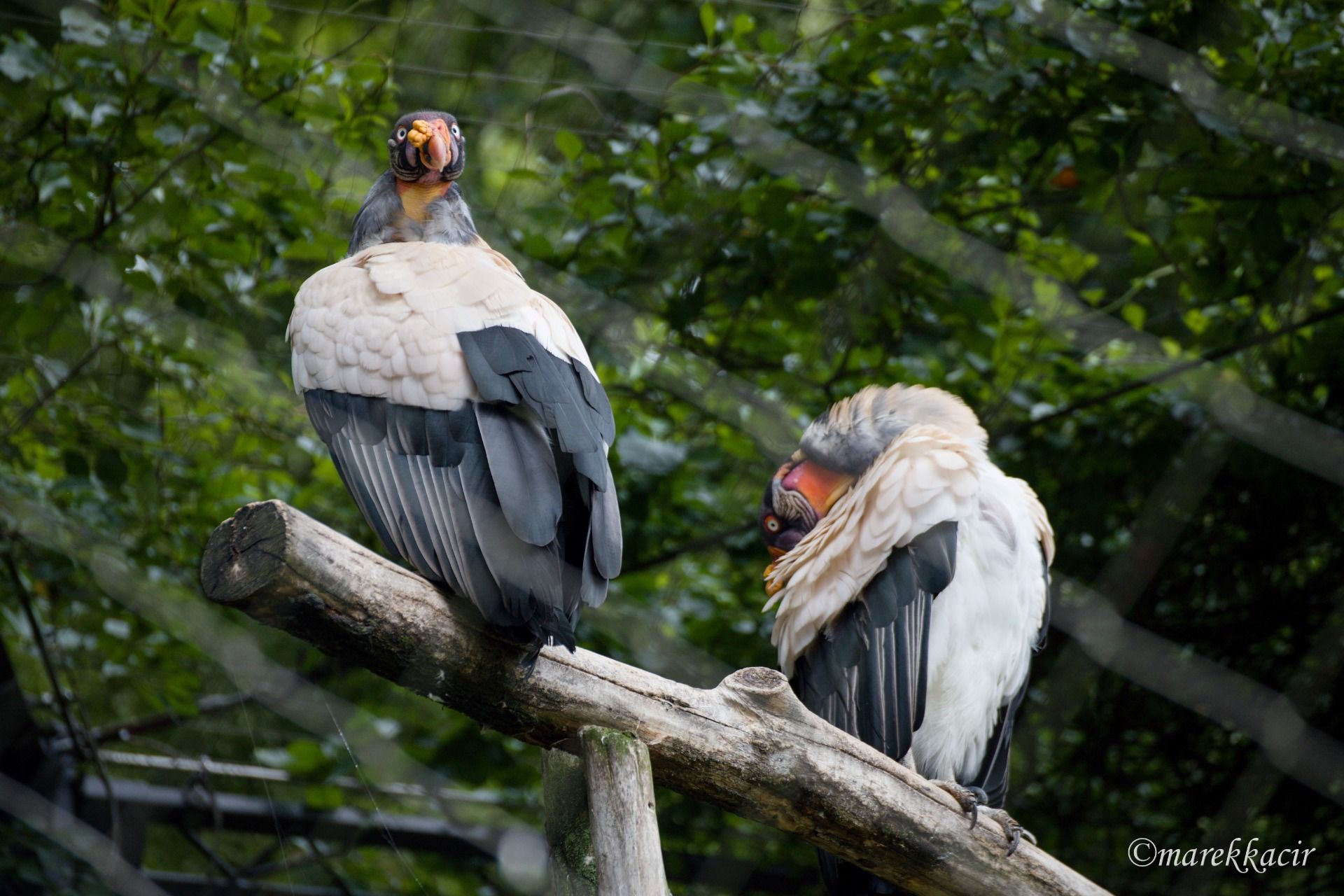 King Vulture