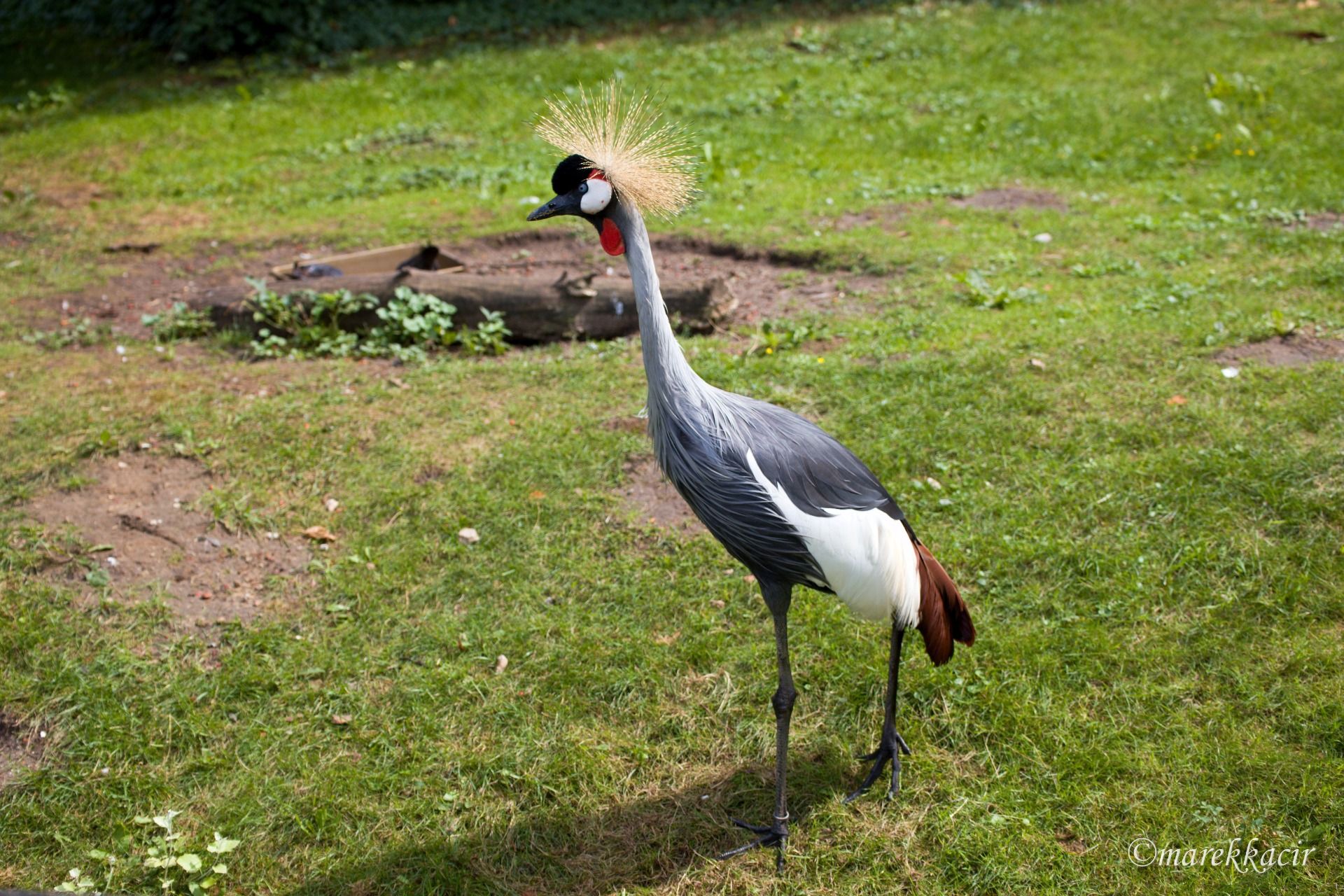 Gray Crowned Crane