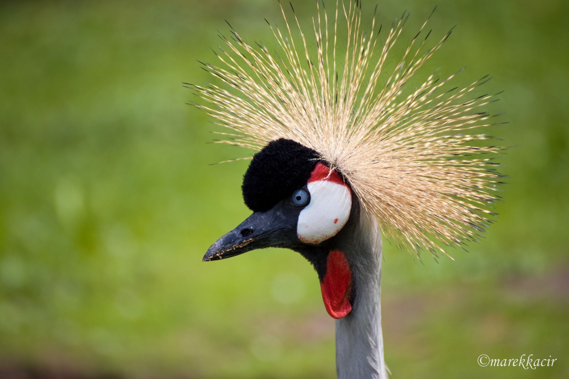 Gray Crowned Crane