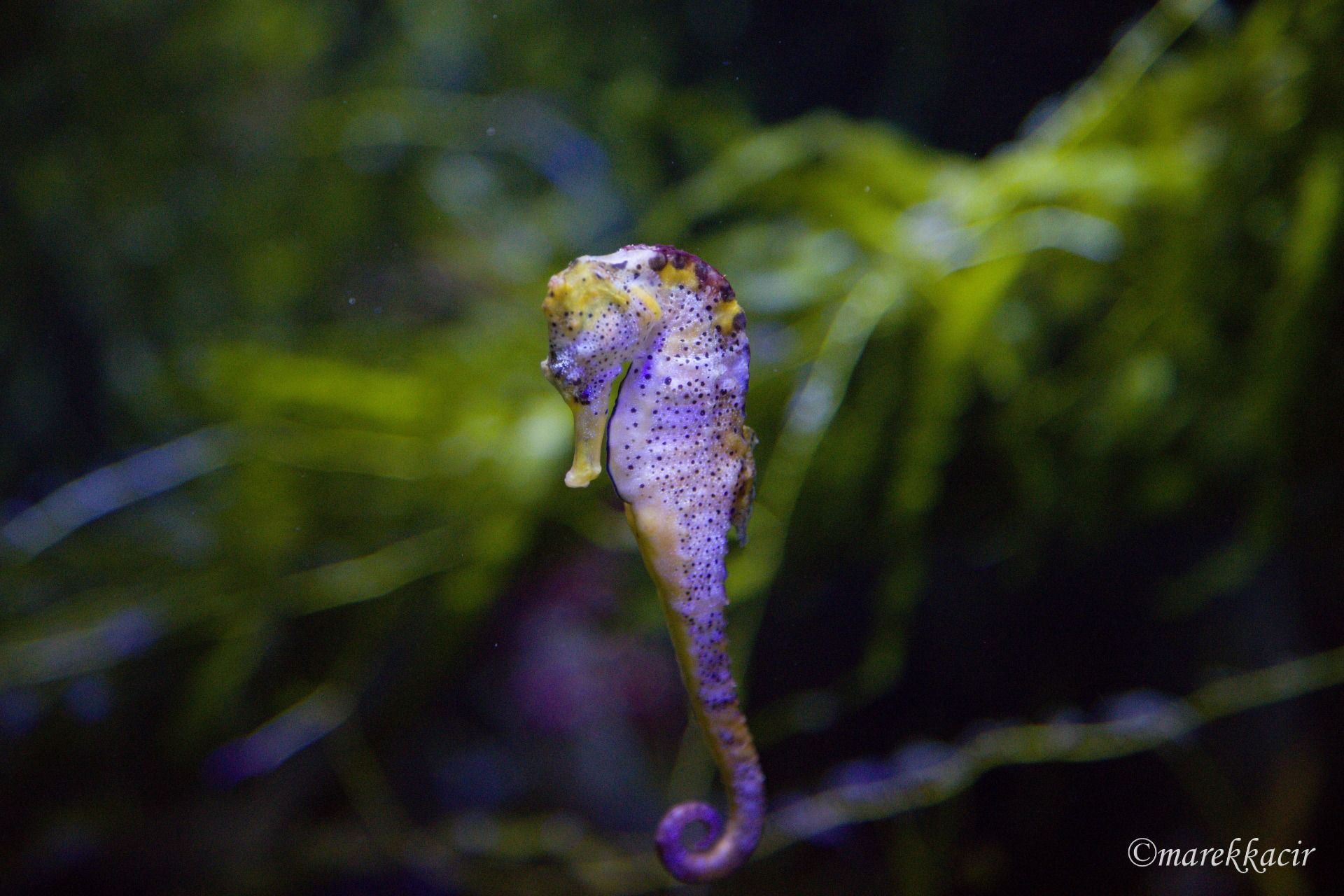 Seahorse