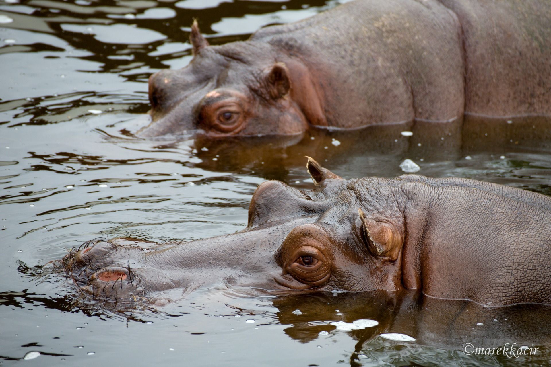 Hippos