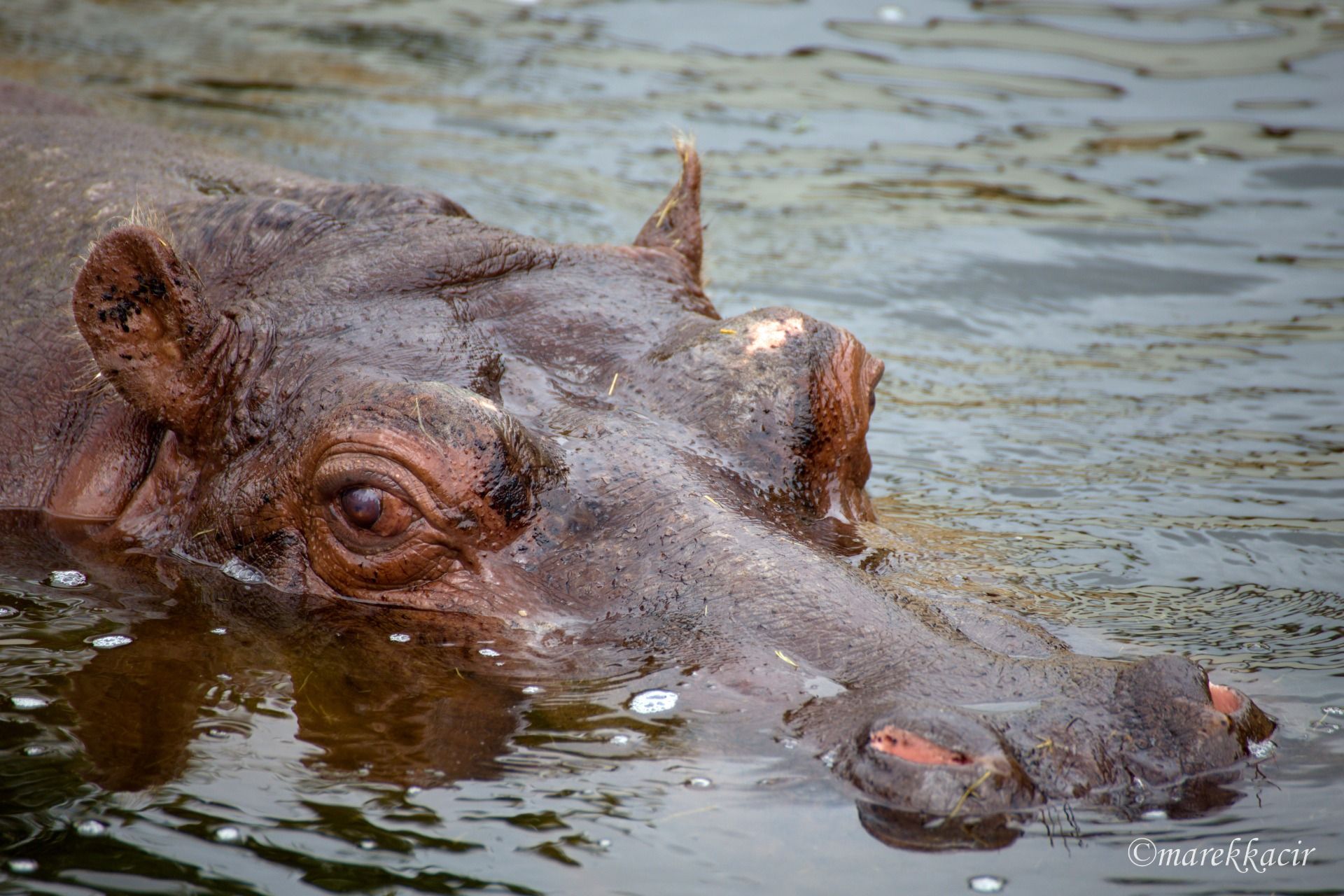 Hippo