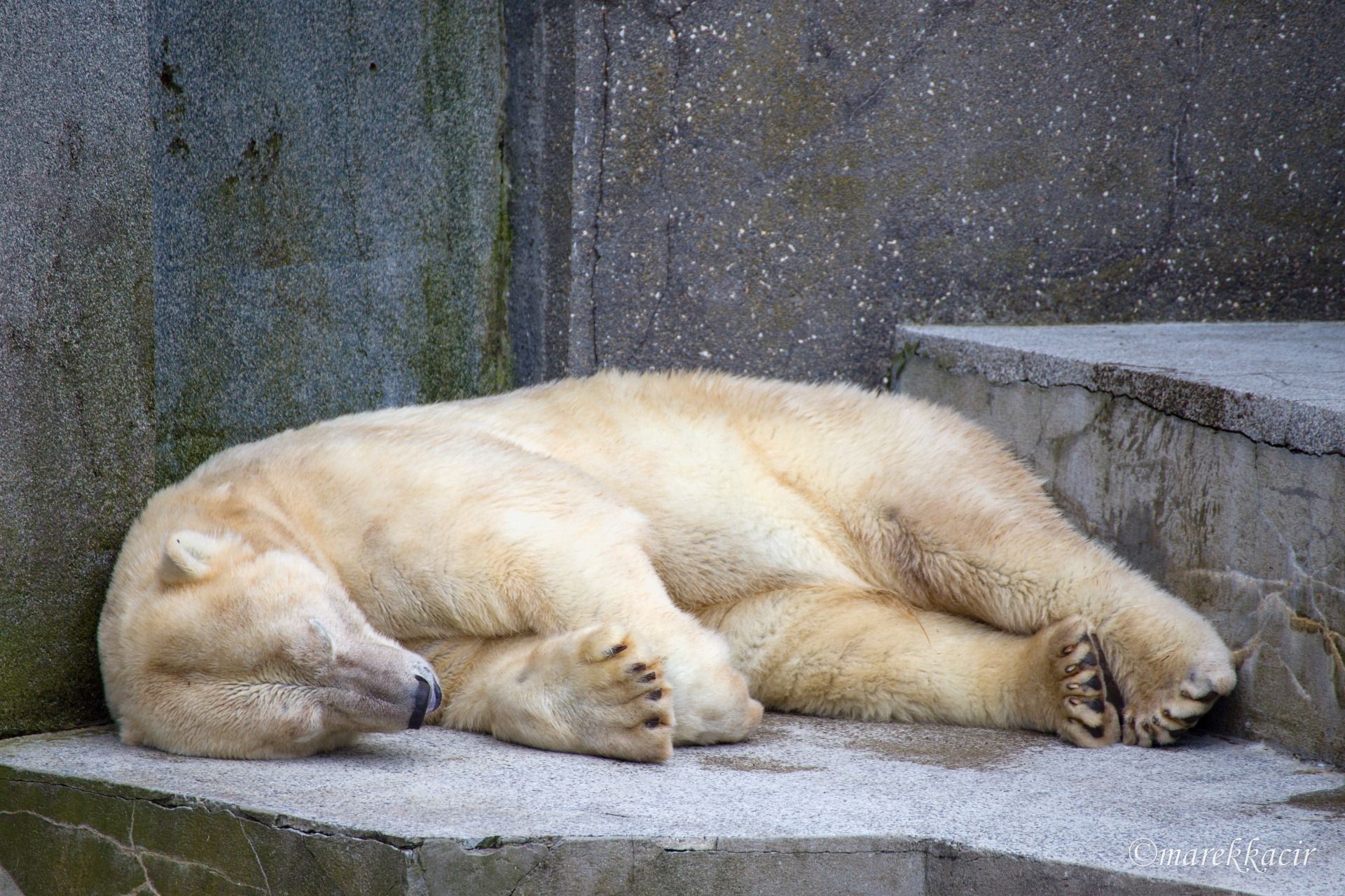 Polar Bear