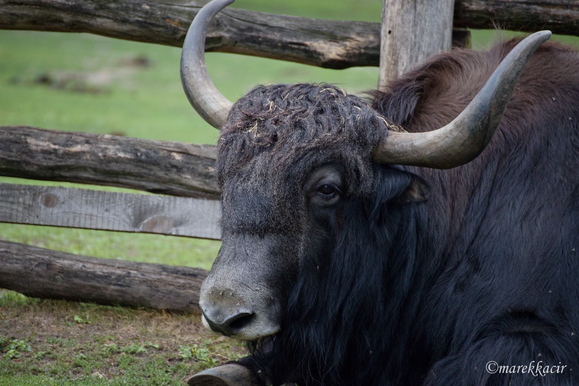 Yak