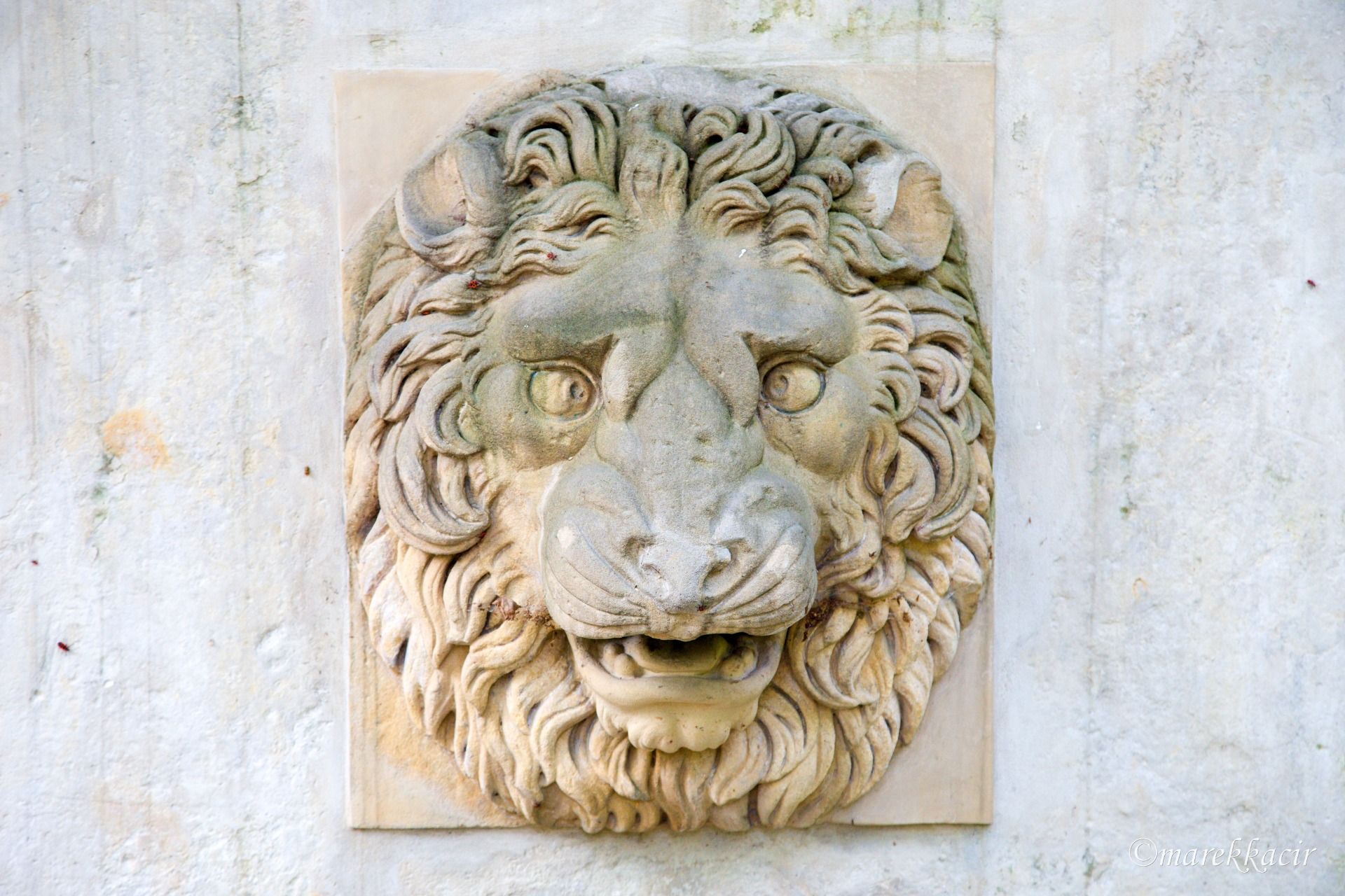 Lion head