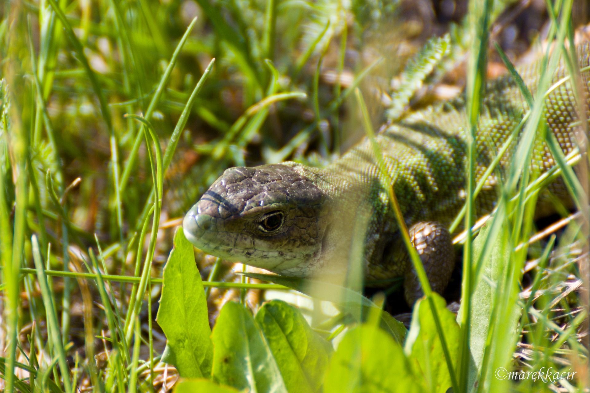 Lizard