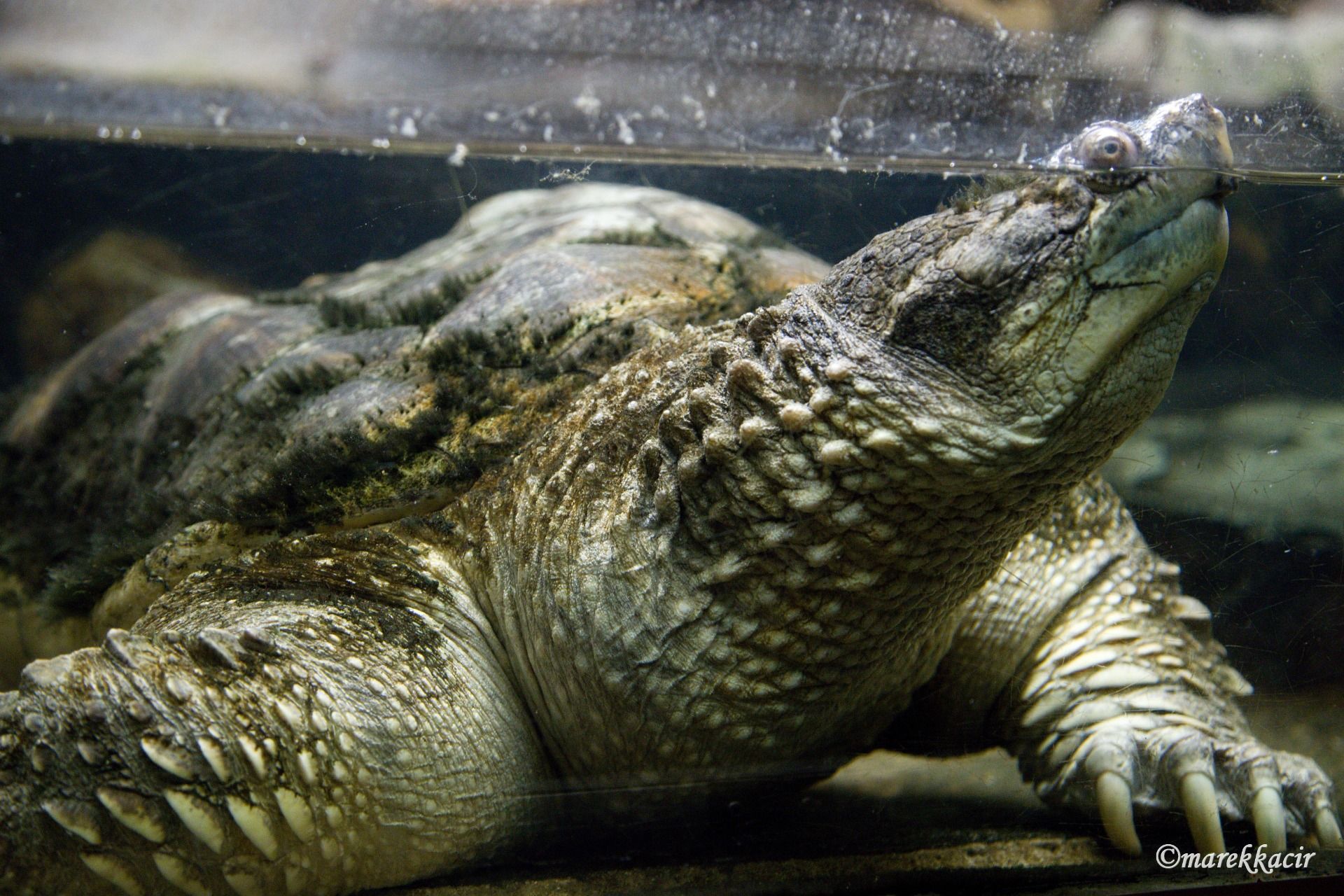 common snapping turtle