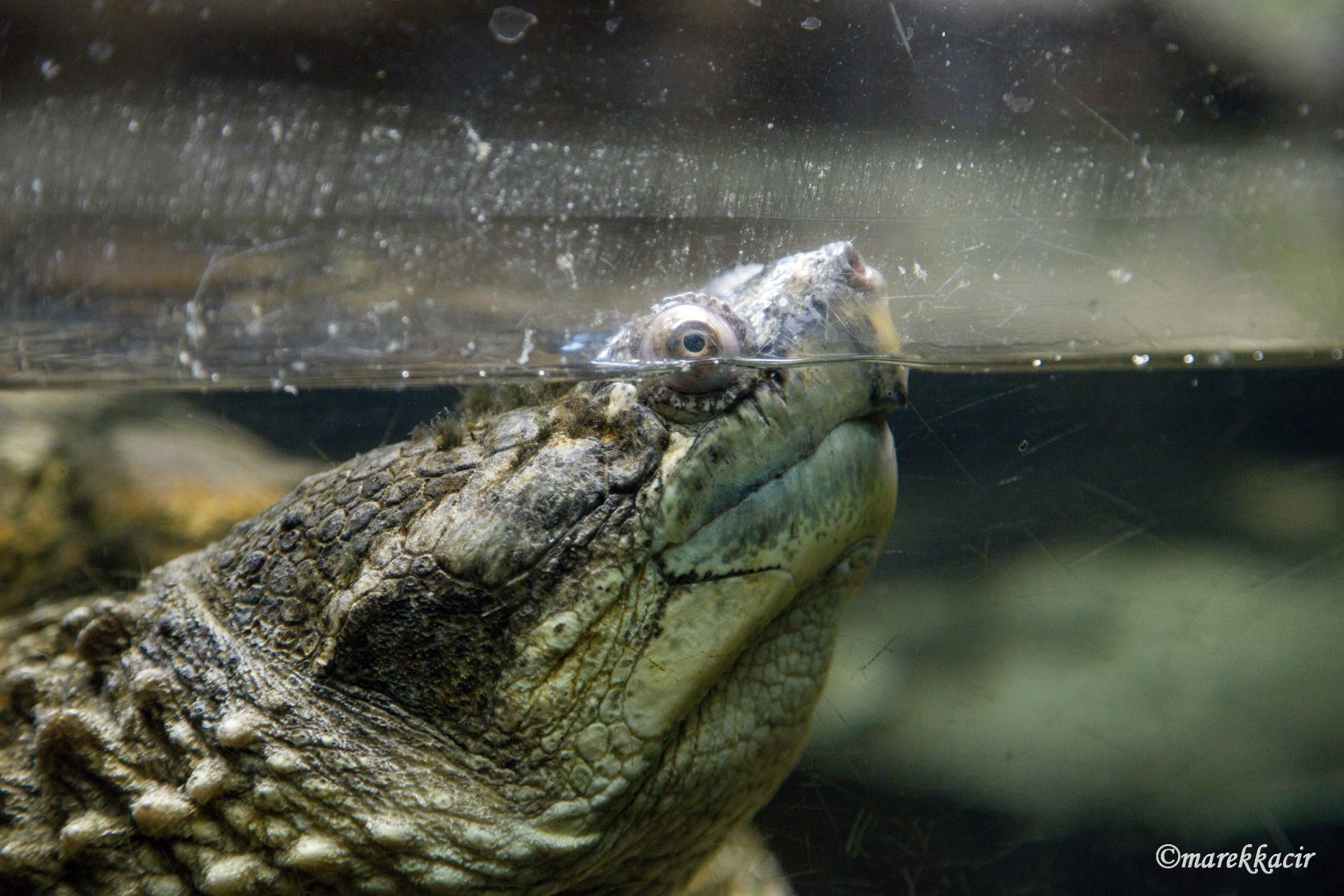 common snapping turtle