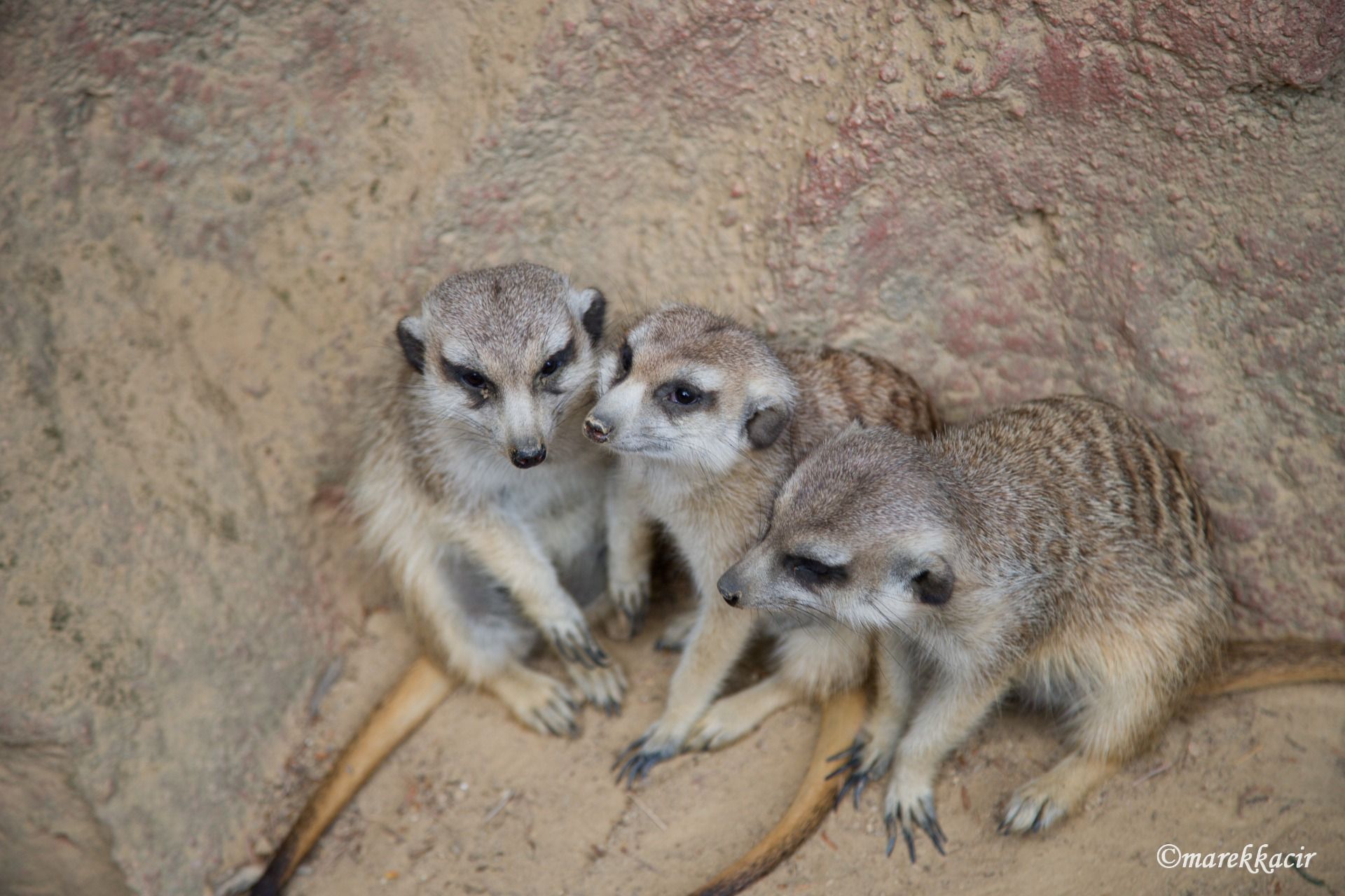 Meerkats