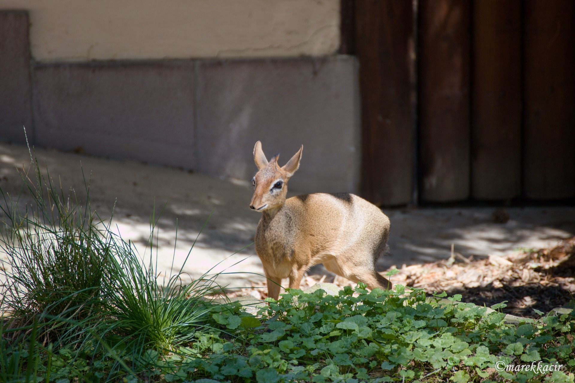Kirk’s Dikdik